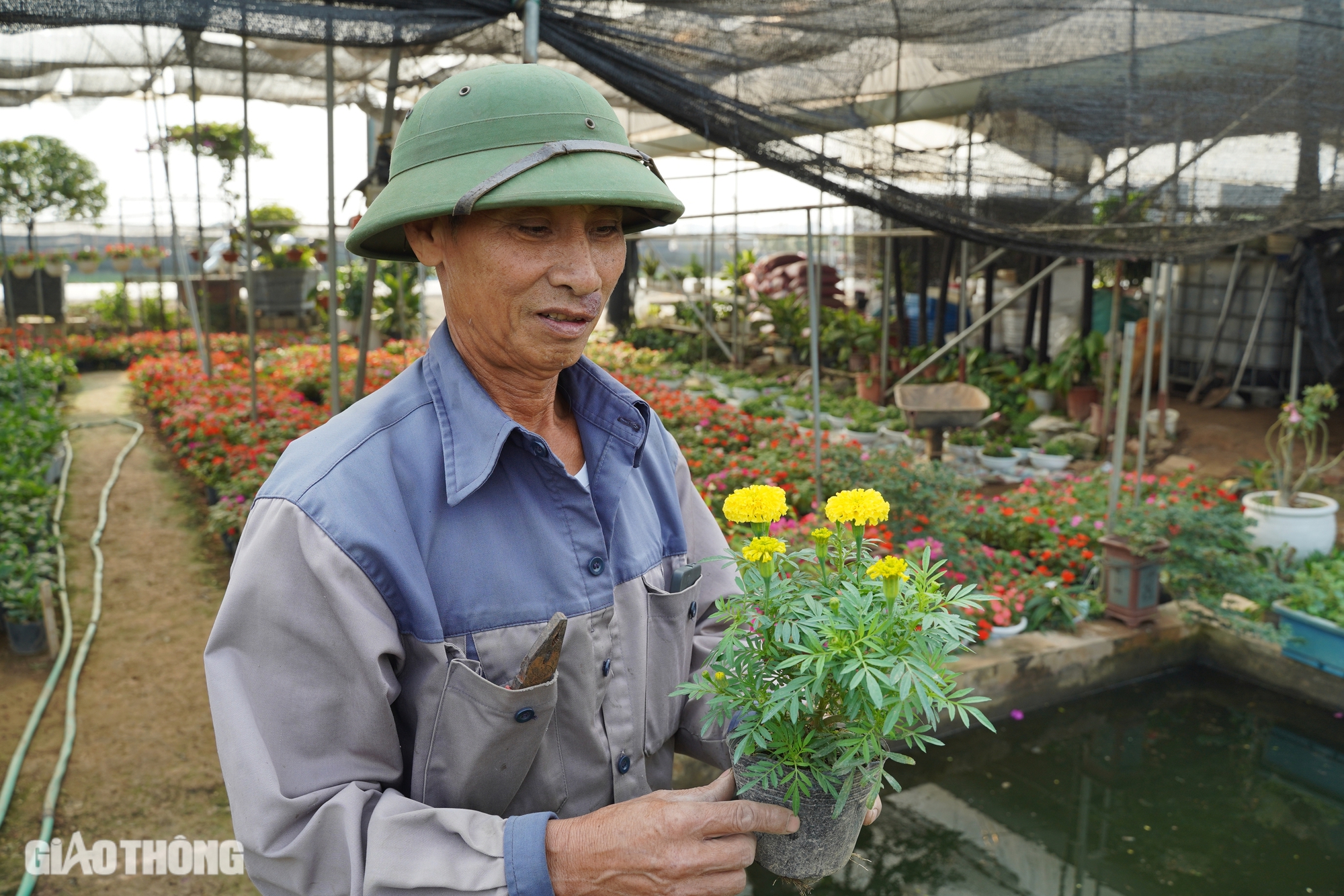 Hồi sinh thành công vựa hoa lớn nhất Hà Nội, dân Mê Linh hối hả chuẩn bị vụ Tết- Ảnh 10.