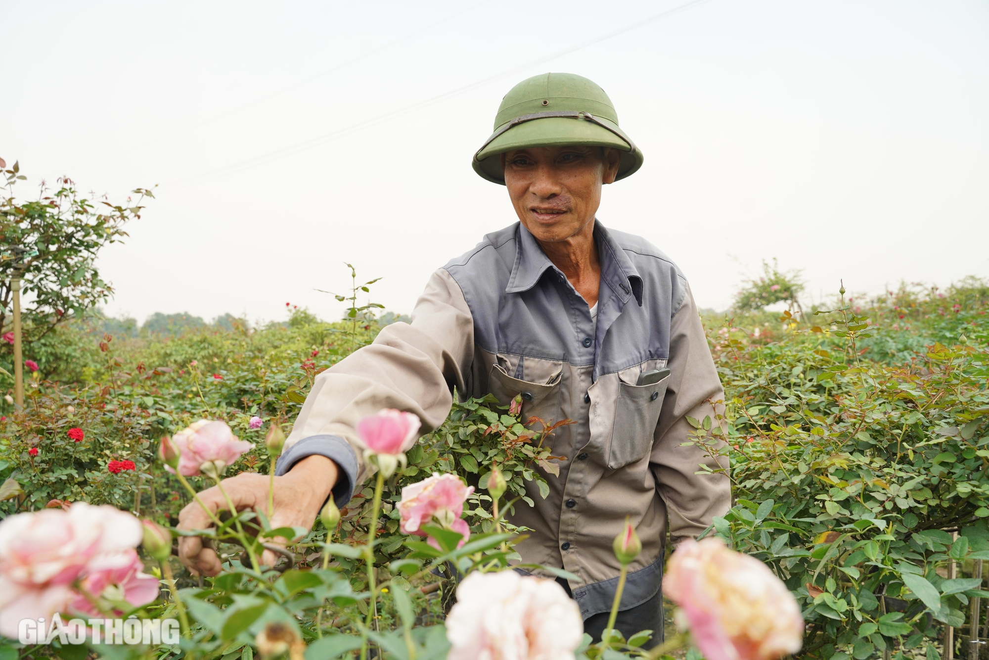 Hồi sinh thành công vựa hoa lớn nhất Hà Nội, dân Mê Linh hối hả chuẩn bị vụ Tết- Ảnh 12.