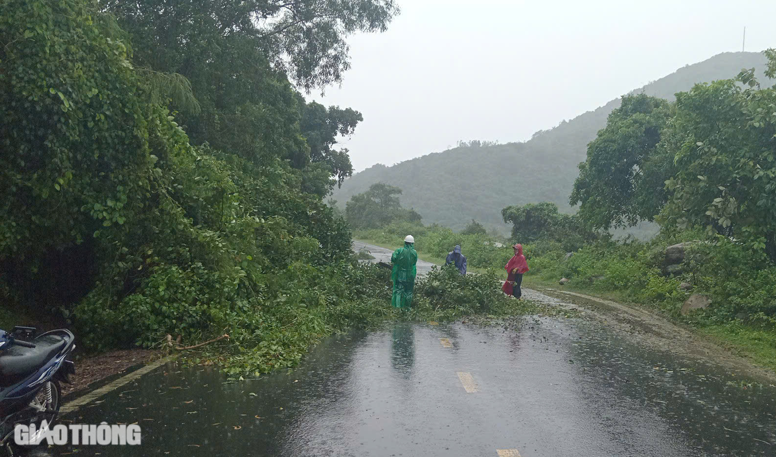 Phú Yên mưa lớn, cây cối ngã đổ, nhiều tuyến đường bị ngập- Ảnh 4.