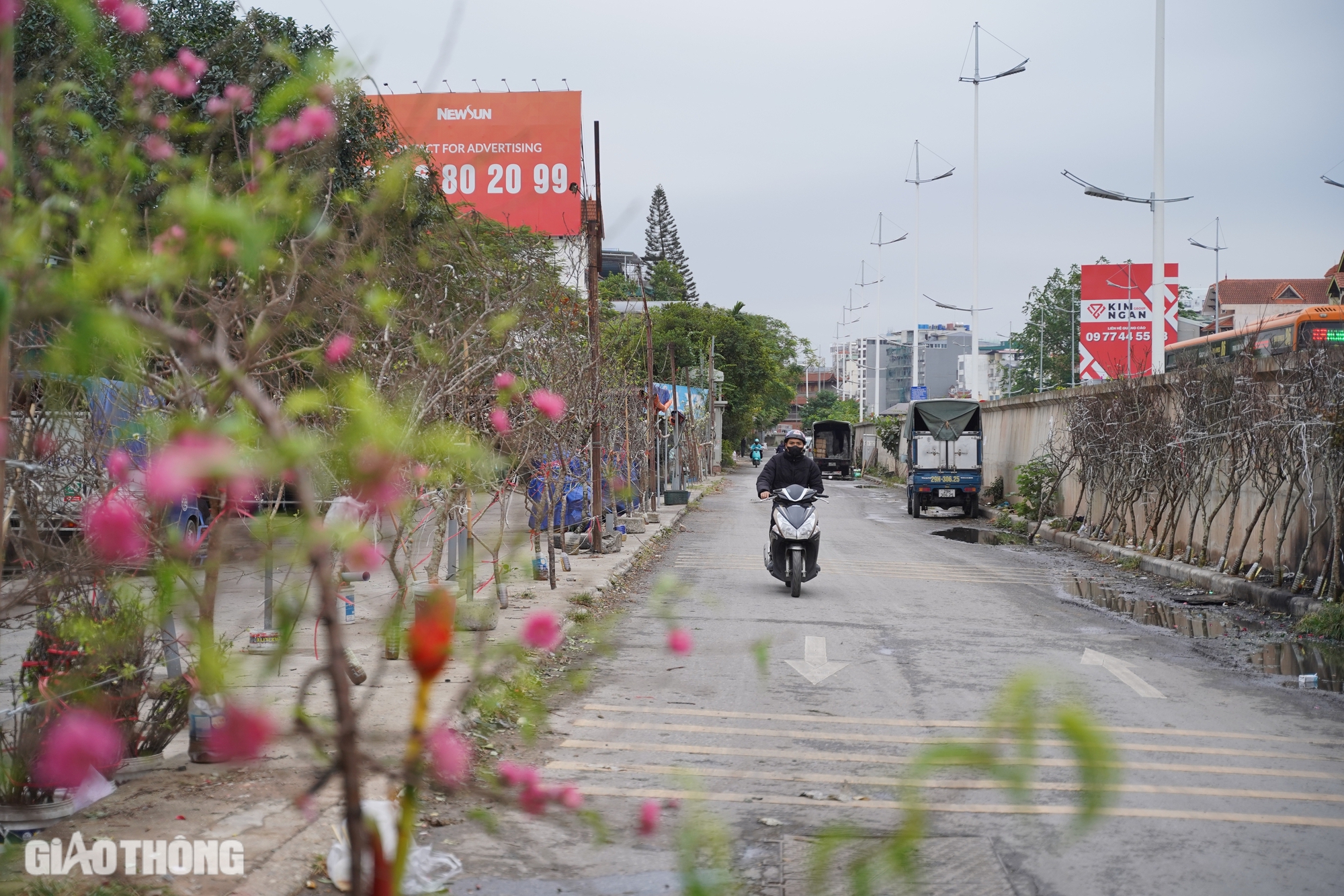 Người dân Thủ đô chi tiền triệu mua đào nở sớm- Ảnh 1.