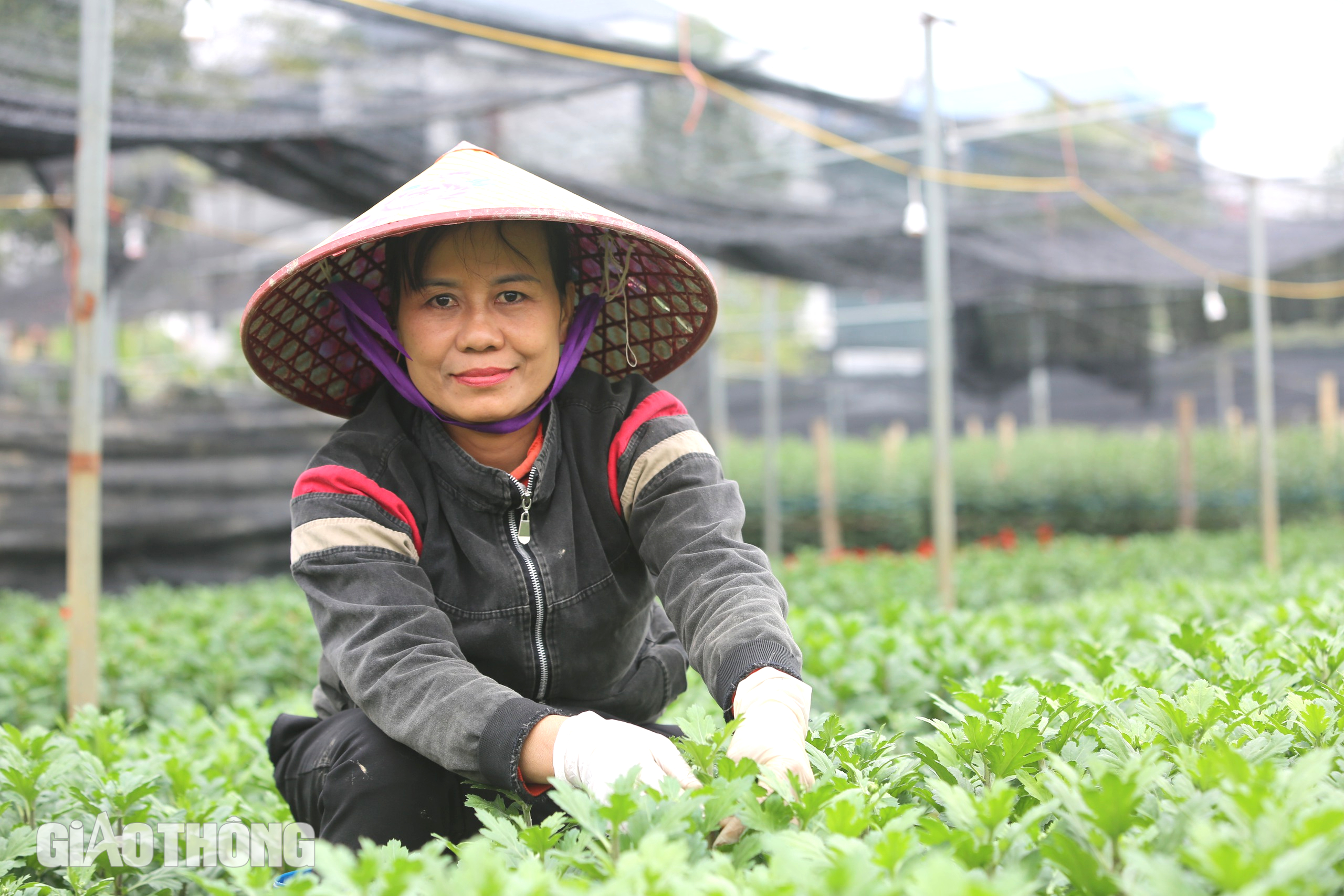 Làng hoa lớn nhất Thanh Hóa tất bật vào vụ Tết- Ảnh 4.