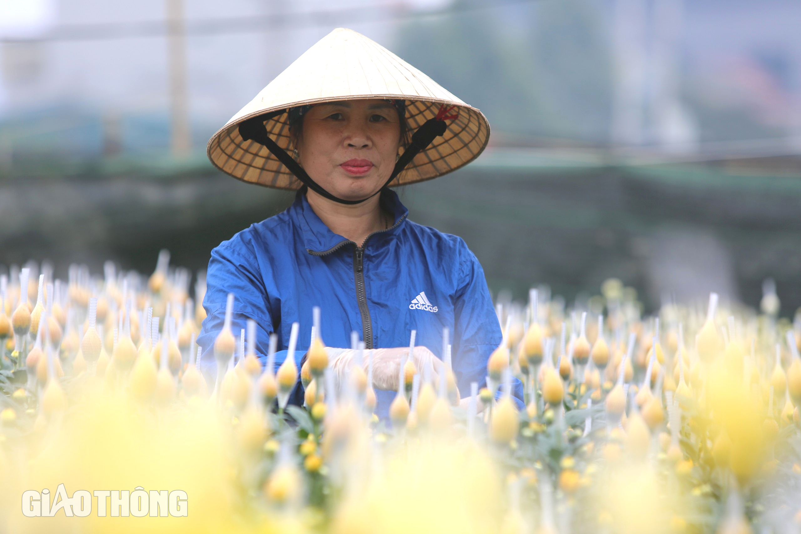 Làng hoa lớn nhất Thanh Hóa tất bật vào vụ Tết- Ảnh 3.