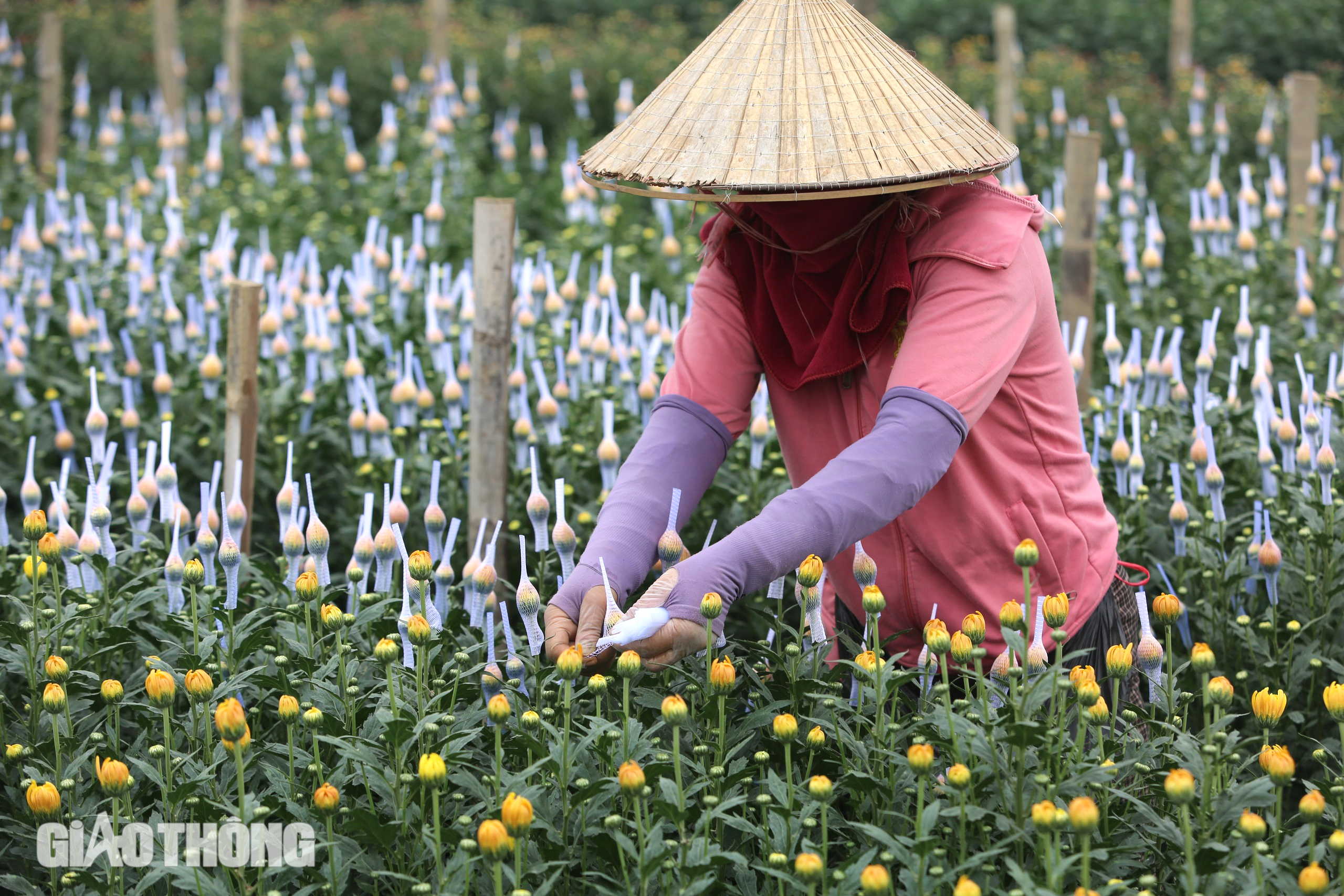 Làng hoa lớn nhất Thanh Hóa tất bật vào vụ Tết- Ảnh 6.