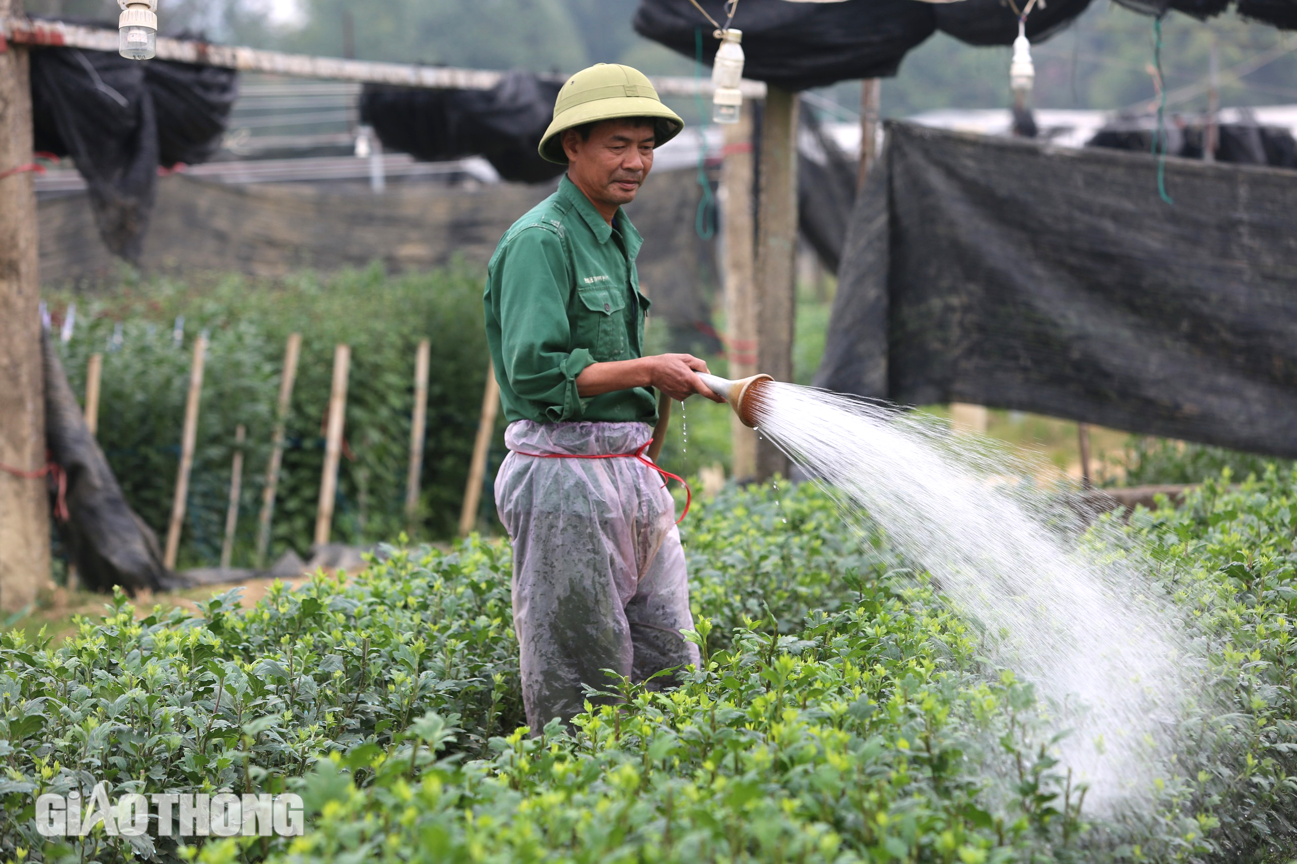 Làng hoa lớn nhất Thanh Hóa tất bật vào vụ Tết- Ảnh 9.