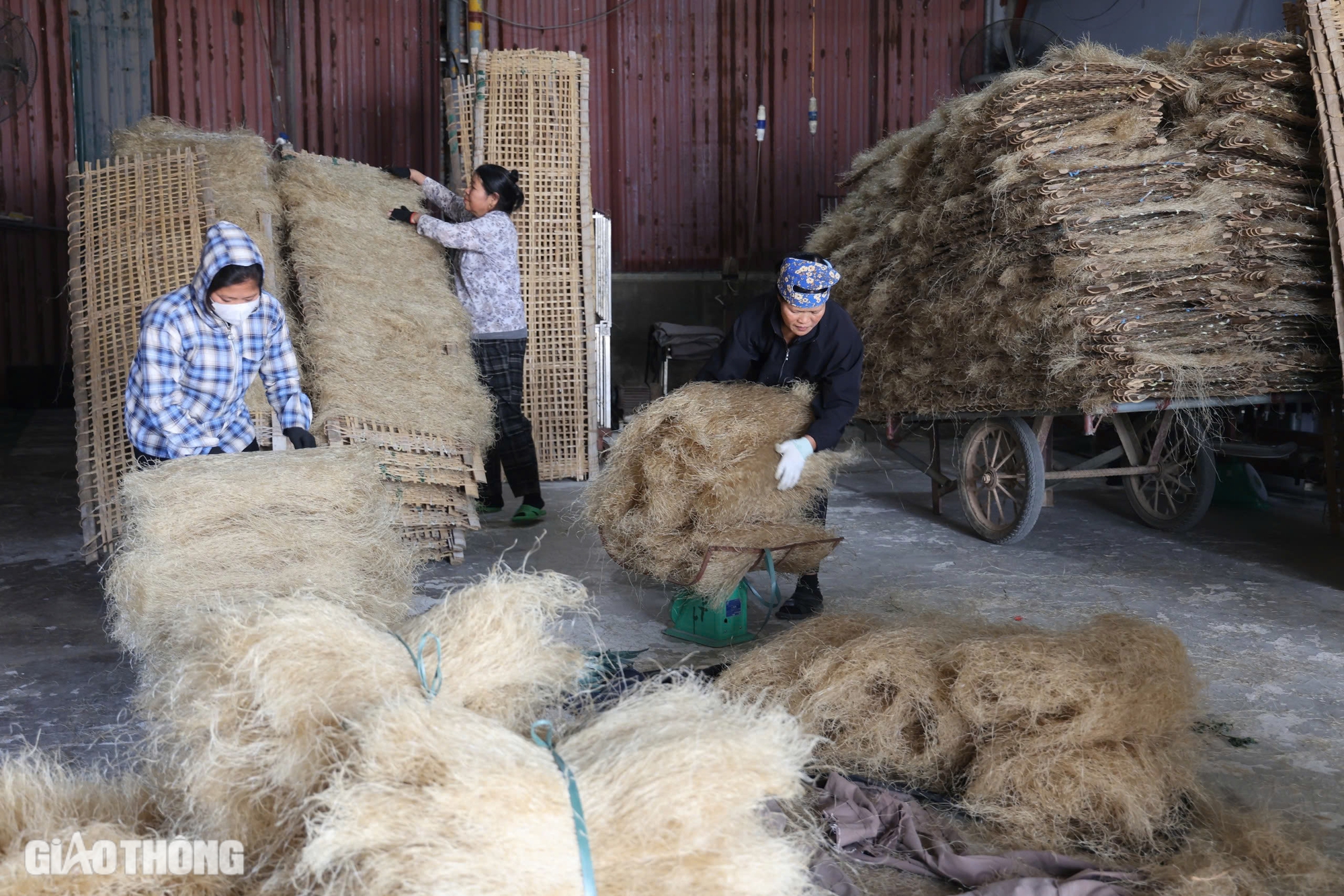 Làng làm miến dong lớn nhất ở Hà Nội tất bật vào vụ Tết- Ảnh 10.