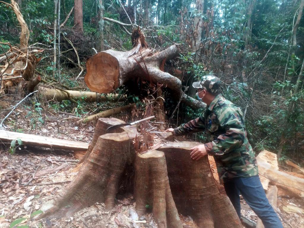 Quảng Ngãi siết quản lý rừng, ngăn chặn lợi dụng xóa nhà tạm để phá rừng- Ảnh 1.