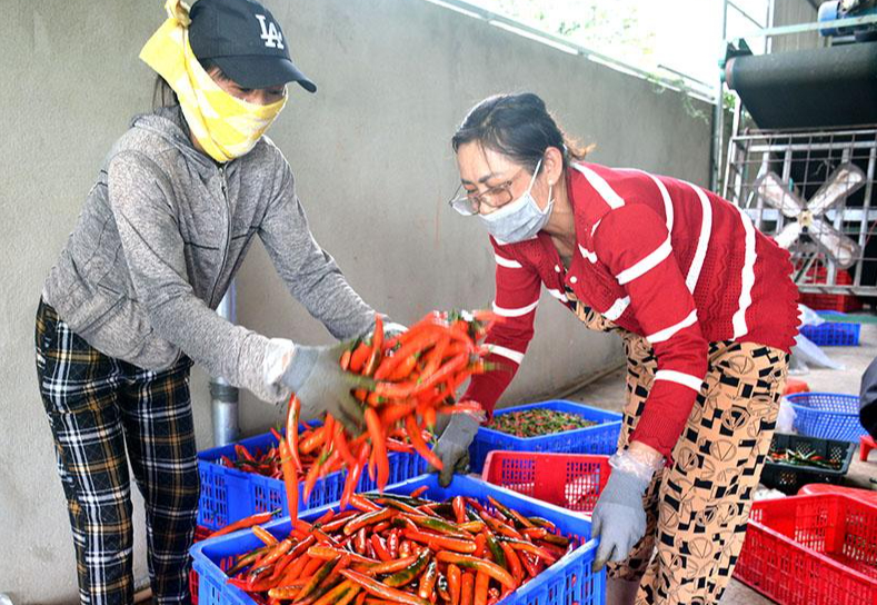 Quảng Ngãi đồng hành cùng nông dân đưa sản phẩm nông nghiệp xuất khẩu- Ảnh 1.