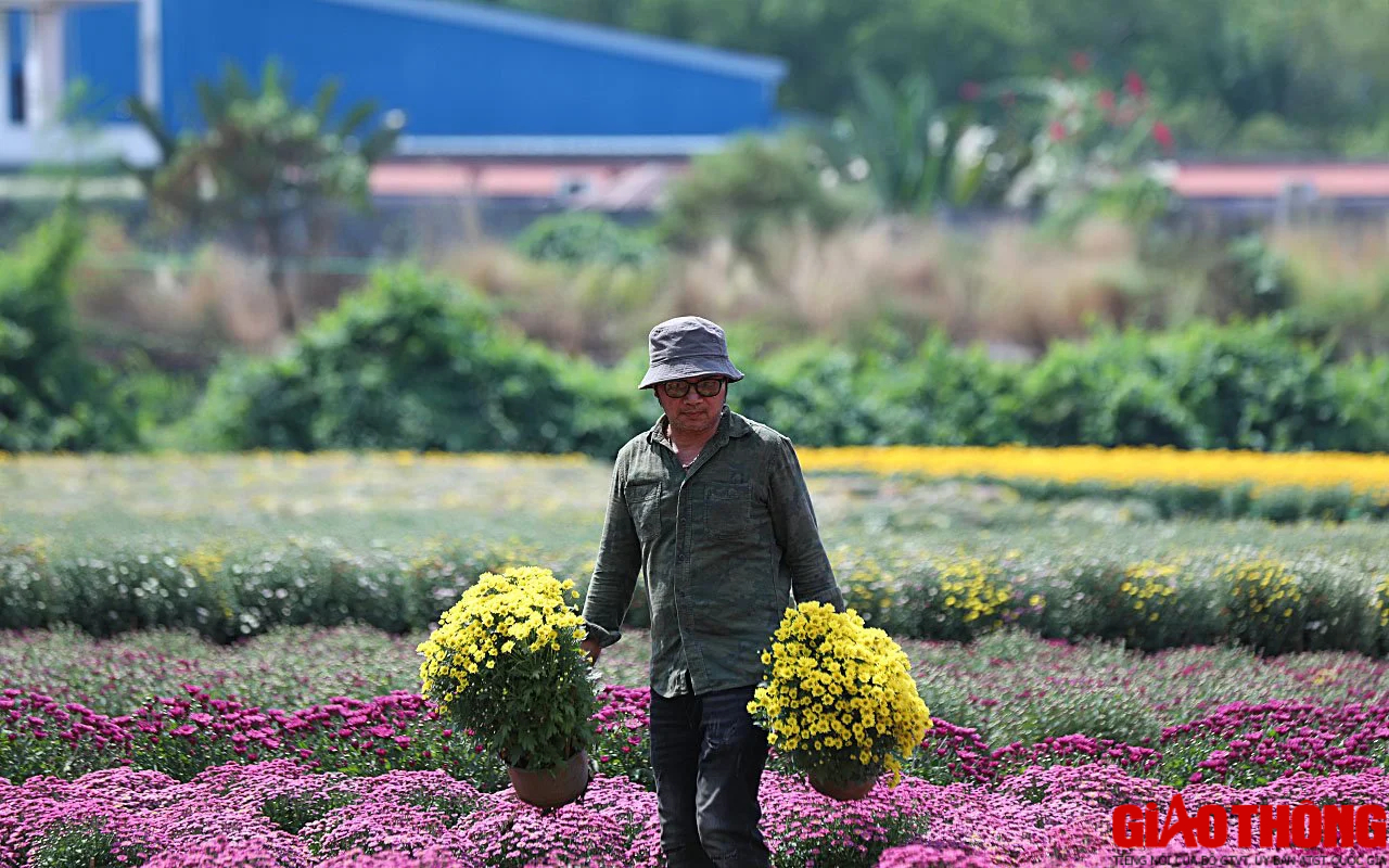 Làng hoa lớn nhất Đồng Nai tất bật vào vụ Tết, xe nườm nượp đưa hoa đi muôn nơi- Ảnh 2.