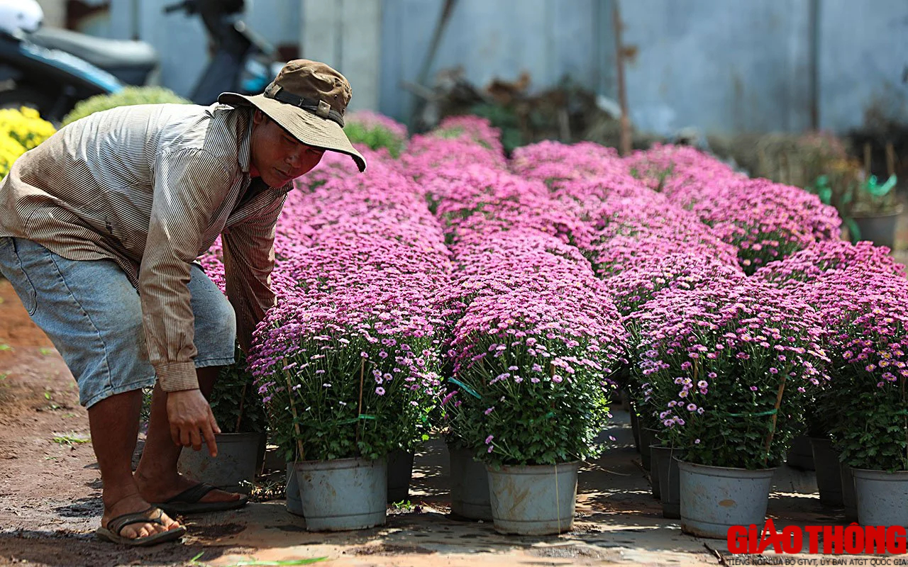 Làng hoa lớn nhất Đồng Nai tất bật vào vụ Tết, xe nườm nượp đưa hoa đi muôn nơi- Ảnh 3.