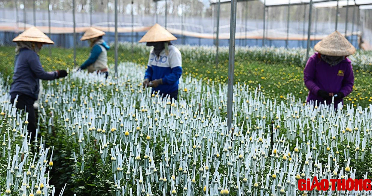 Làng hoa lớn nhất Đồng Nai tất bật vào vụ Tết, xe nườm nượp đưa hoa đi muôn nơi- Ảnh 6.