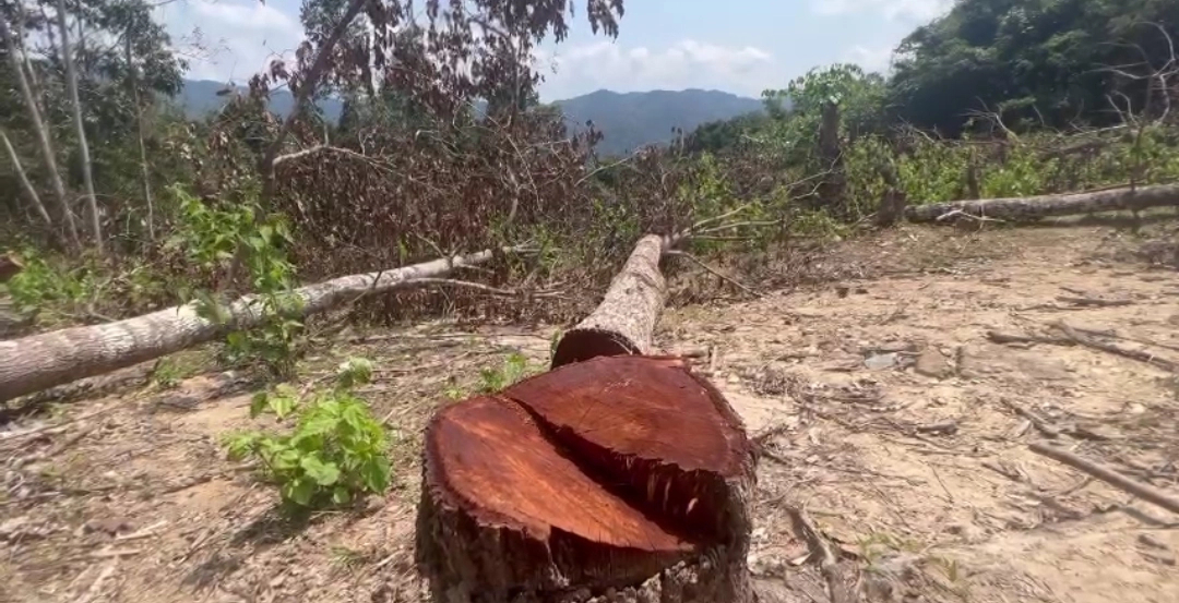 Bình Định: Hàng trăm cây sao đen trên 15 năm tuổi ở rừng phòng hộ bị 