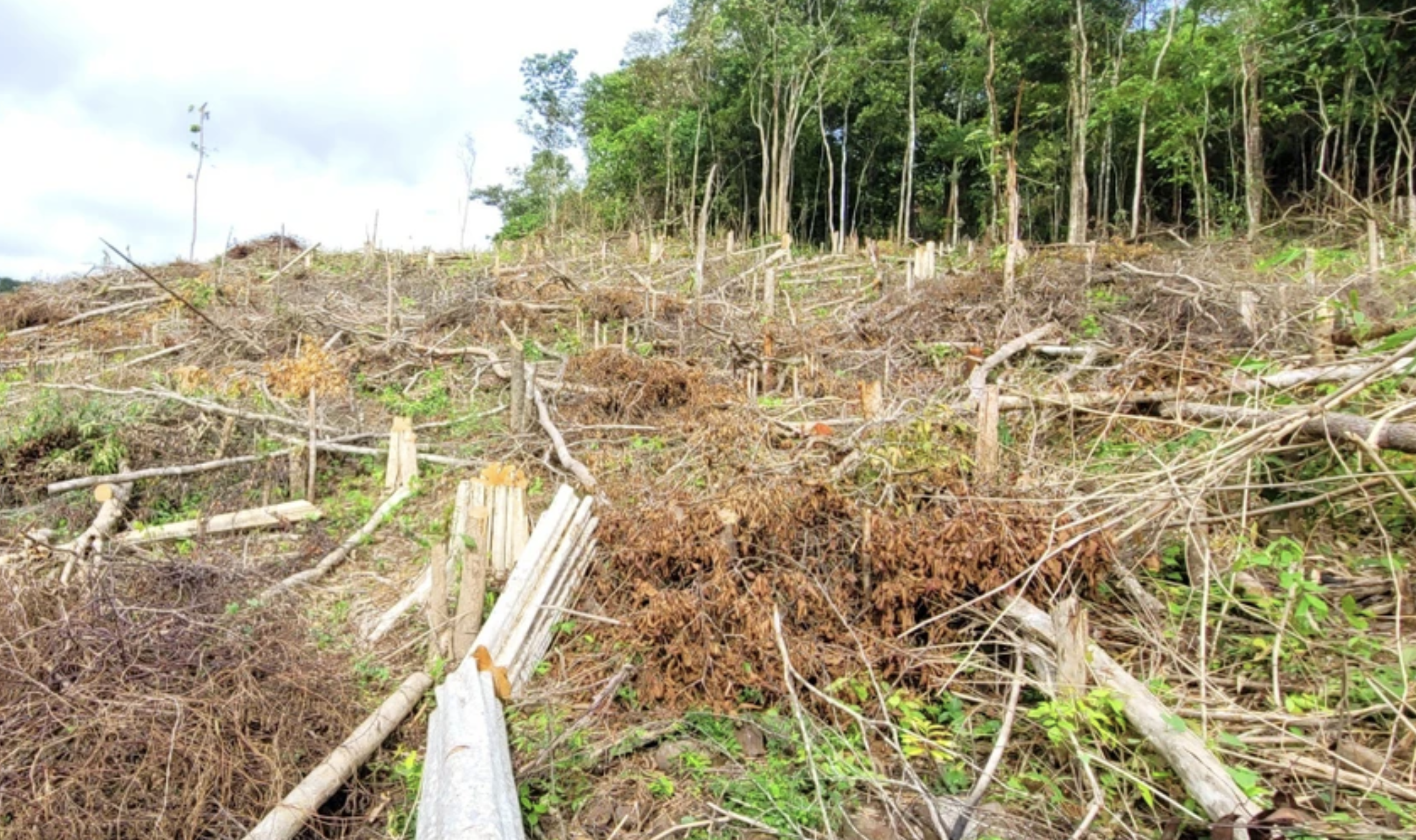 Giám đốc công ty lâm nghiệp bị cảnh cáo vì để xảy ra phá rừng- Ảnh 1.
