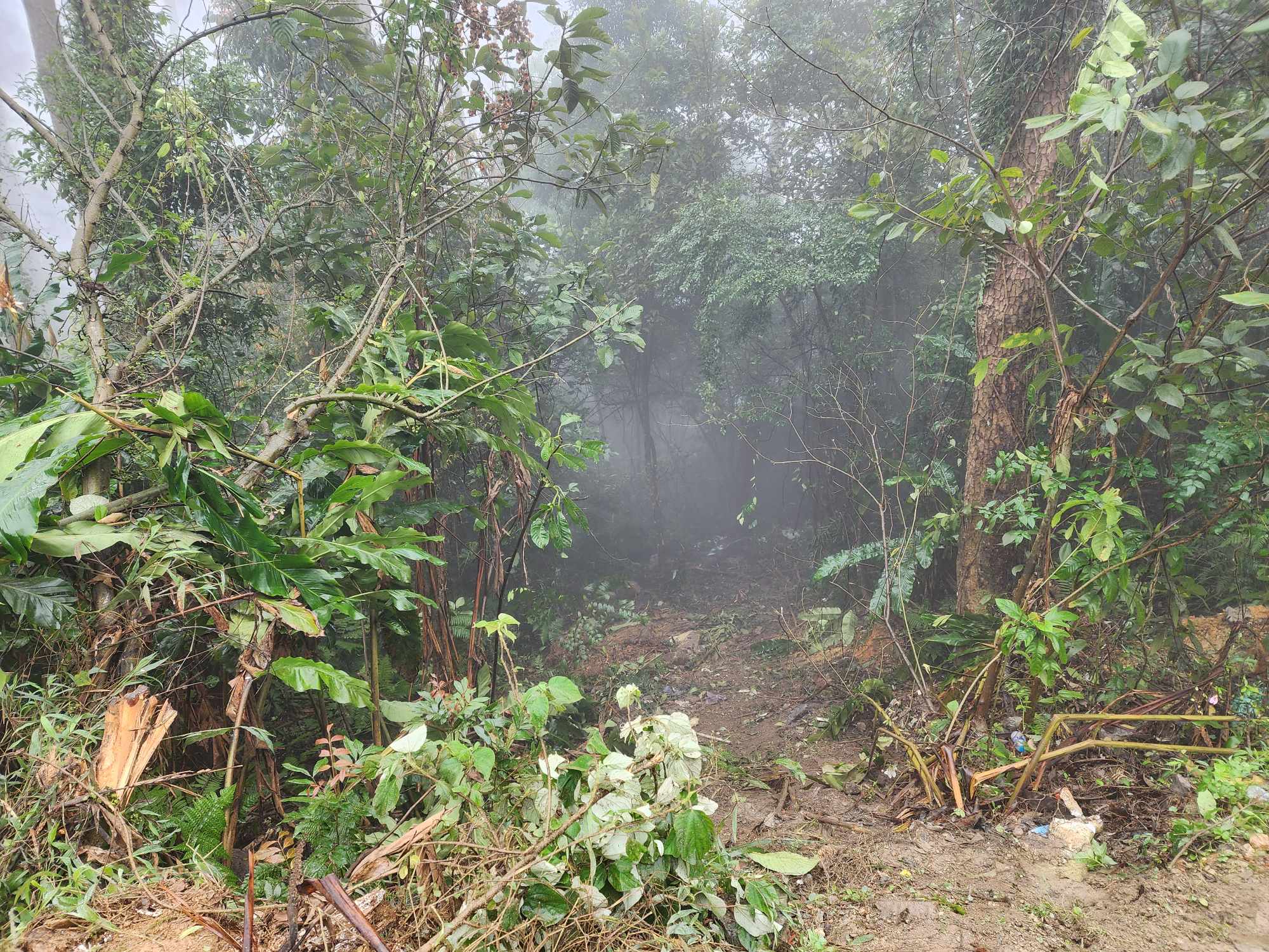 Xe khách mất phanh ở Tam Đảo: Hộ lan và cây rừng ngăn tai nạn thảm khốc- Ảnh 1.