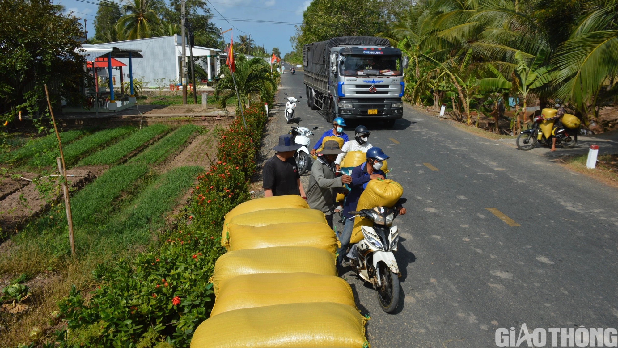 Đường sụt lún ô tô không thể qua, nông dân Cà Mau thuê xe máy chở lúa ra điểm tập kết- Ảnh 8.