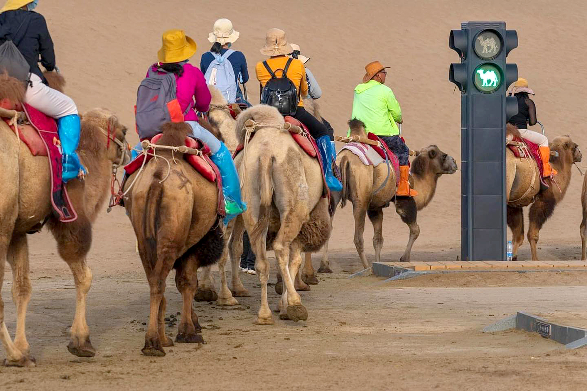 Kỳ lạ lắp đèn giao thông trên sa mạc cho lạc đà- Ảnh 1.