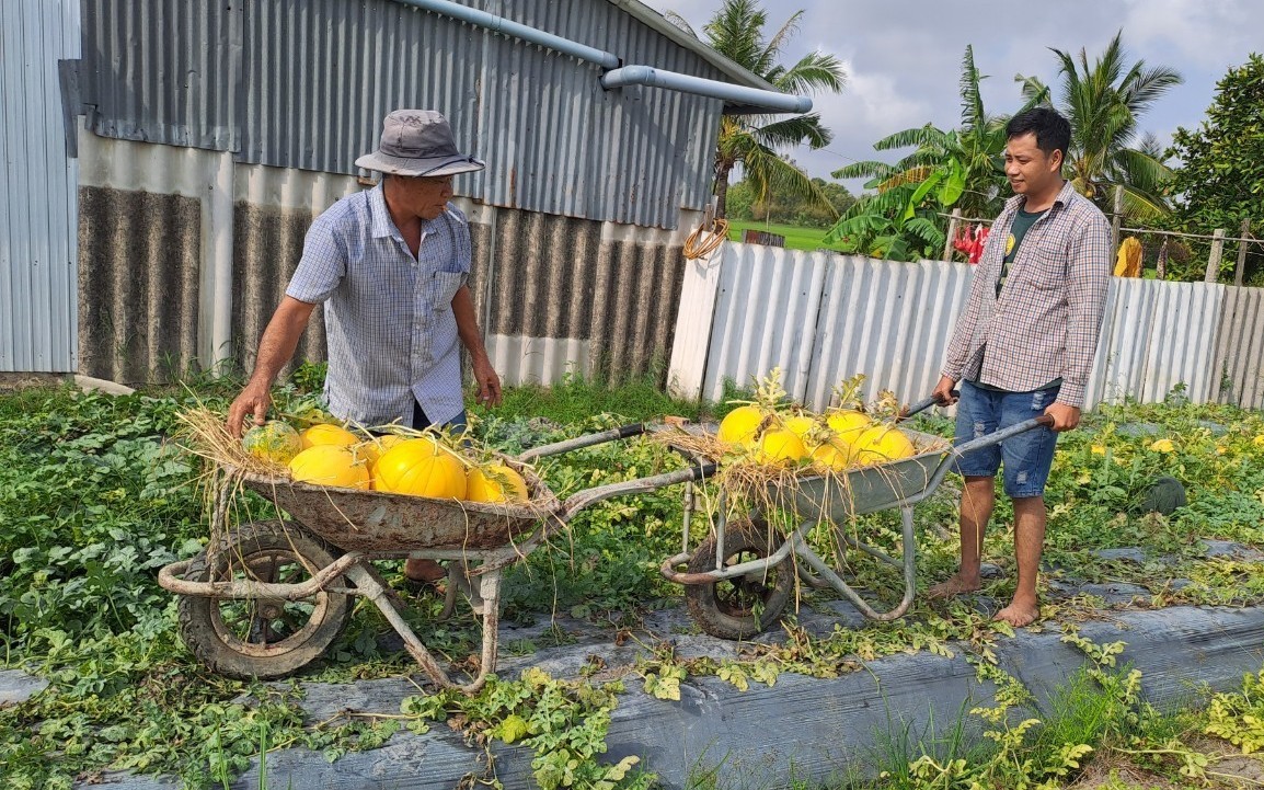 Nông dân miền Tây phấn khởi thu hoạch dưa hấu đón Tết