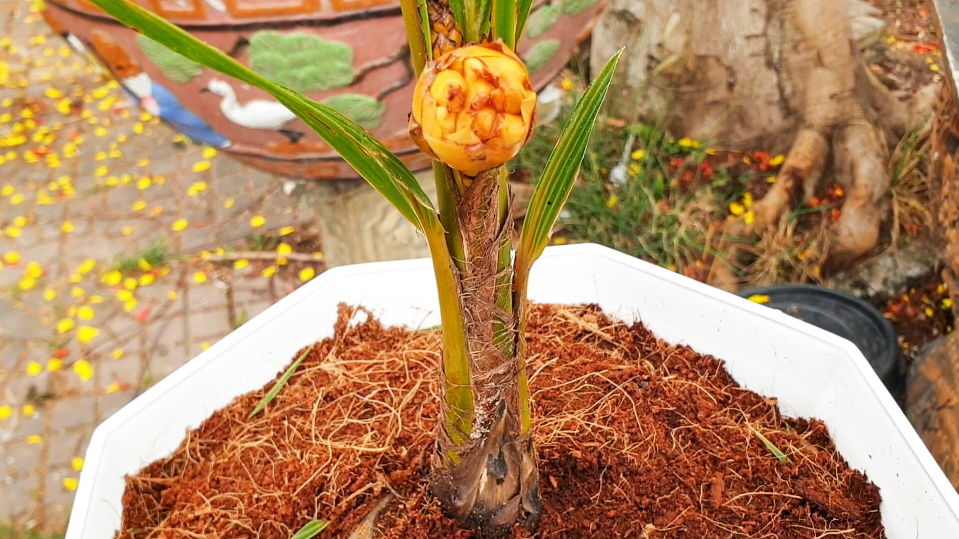 Độc lạ cây dừa cao 40cm, 6 tháng đã ra hoa, chờ kết trái- Ảnh 5.