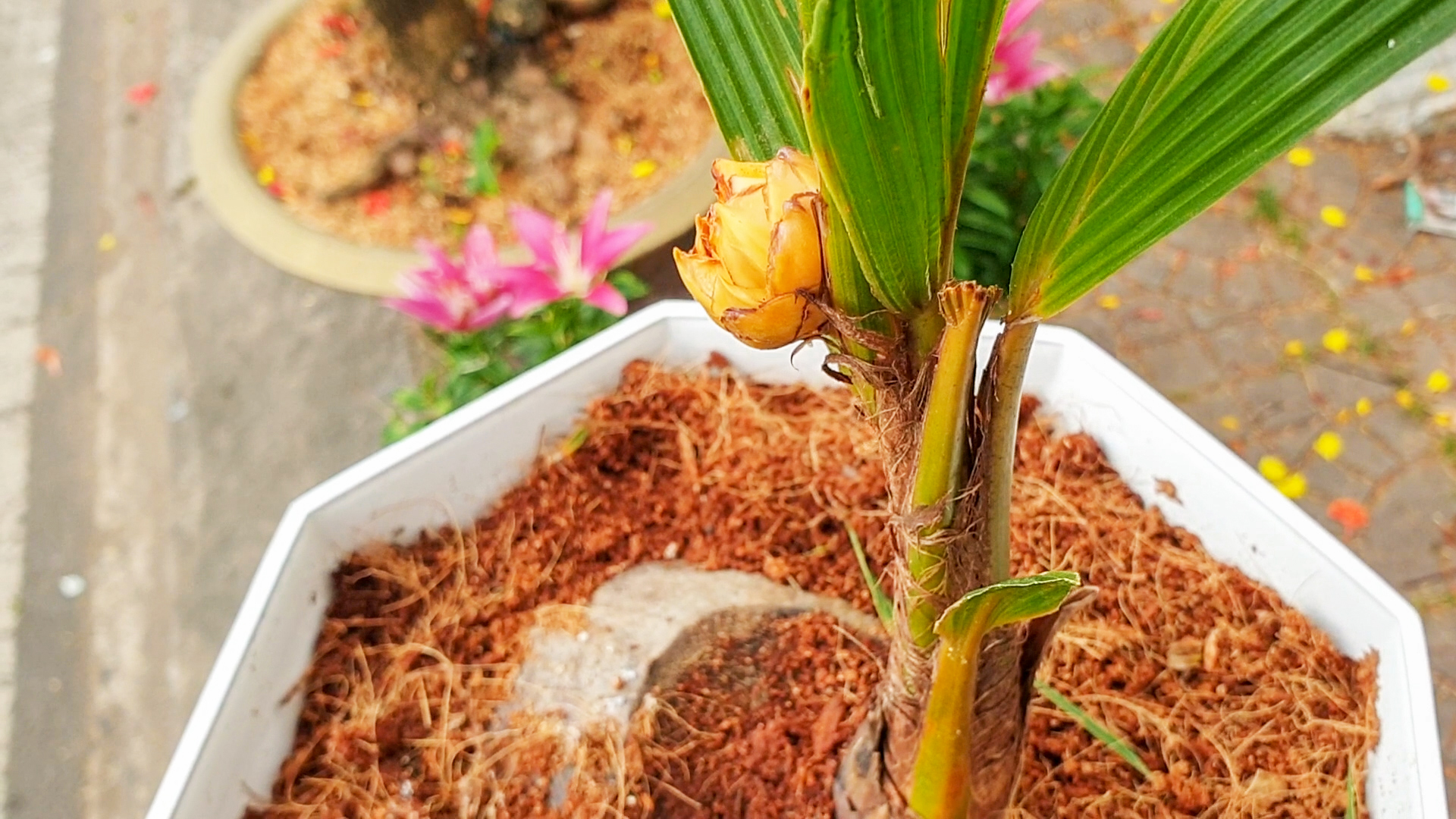 Độc lạ cây dừa cao 40cm, 6 tháng đã ra hoa, chờ kết trái- Ảnh 6.