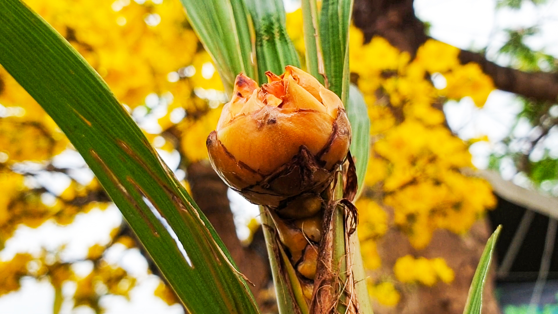 Độc lạ cây dừa cao 40cm, 6 tháng đã ra hoa, chờ kết trái- Ảnh 1.