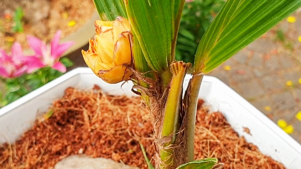 Độc lạ cây dừa cao 40cm, 6 tháng đã ra hoa, chờ kết trái- Ảnh 2.