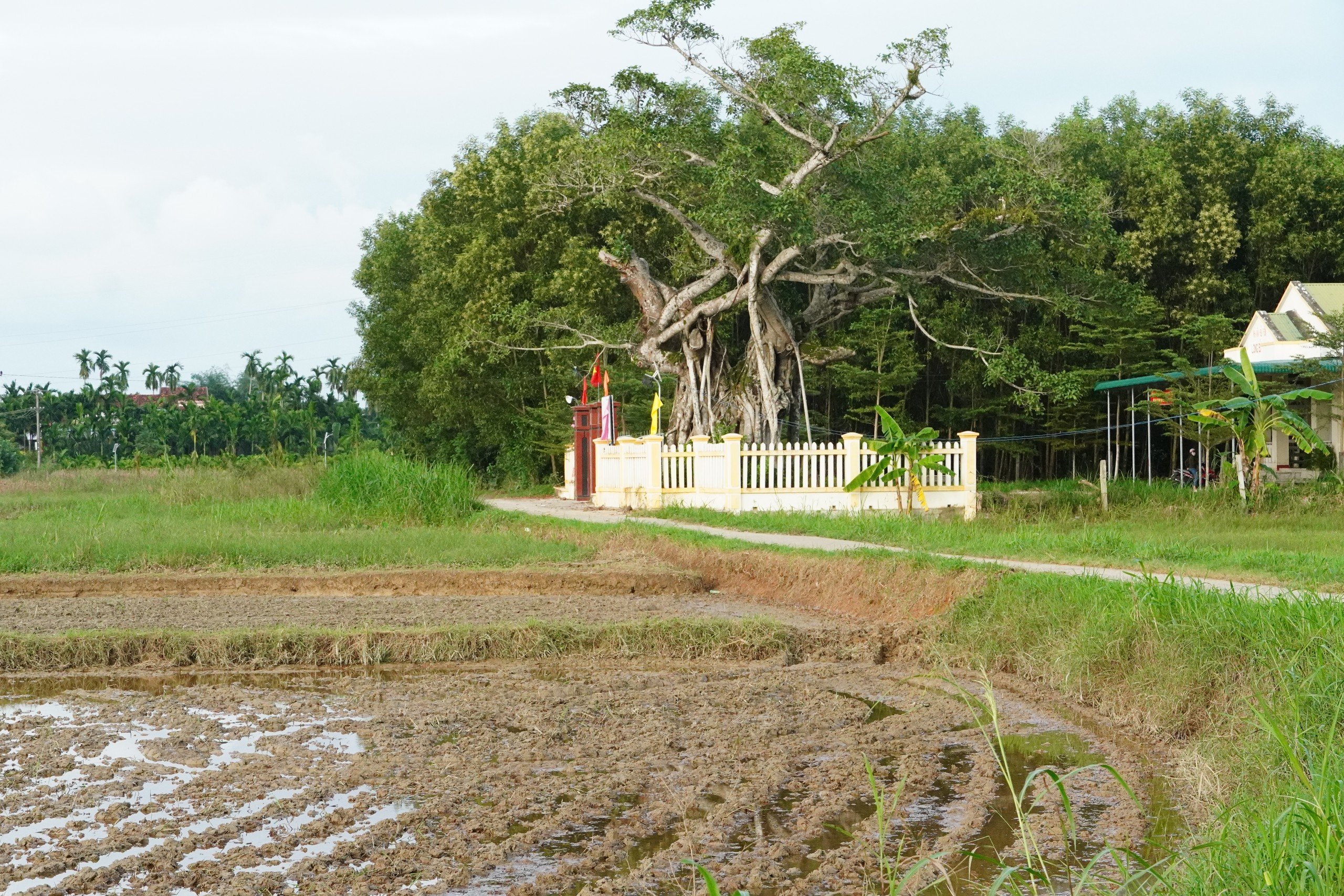 Chuyện rồng trên miền đất núi Ấn sông Trà- Ảnh 3.