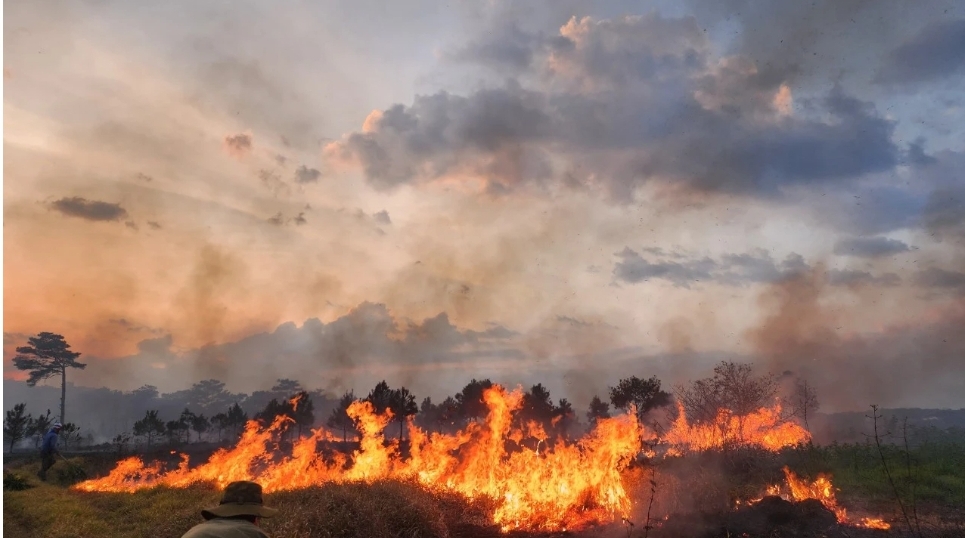 Cháy rừng ở Lâm Đồng, gần 250 cây thông 10 năm tuổi bị thiêu rụi- Ảnh 1.