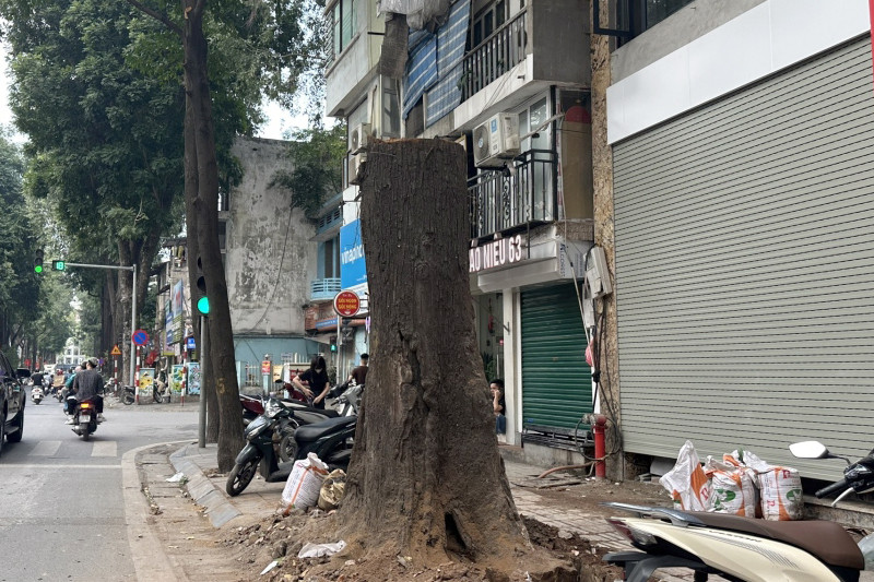 Chuyển công an điều tra vụ cây sao đen chết khô trên phố ở Hà Nội- Ảnh 1.