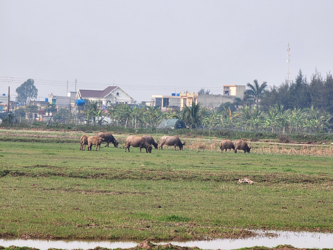 Vụ hơn 200 hộ dân bỏ ruộng hoang ở Thái Bình: Chính quyền chậm trễ xử lý sai phạm- Ảnh 5.
