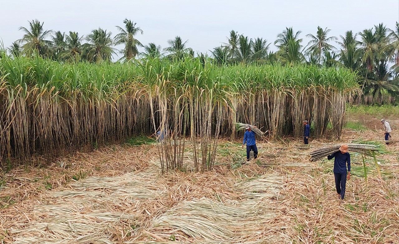 Ba điểm ấn tượng của kinh tế Đồng bằng sông Cửu Long- Ảnh 1.