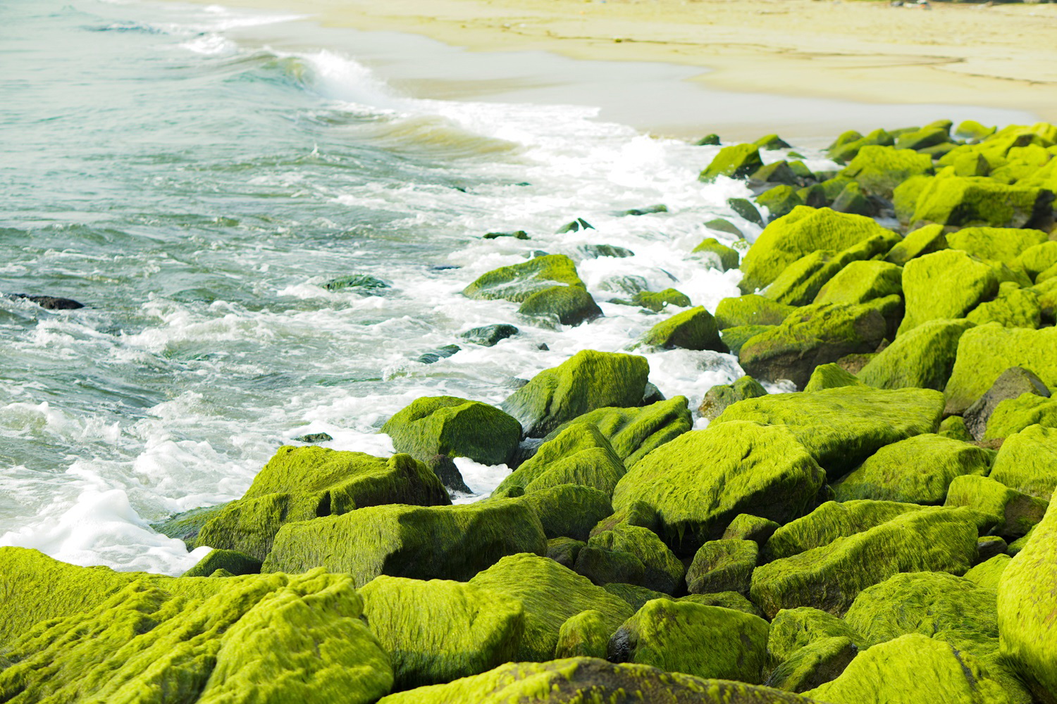 Khung cảnh cực chill ở bờ kè làng biển phủ kín rêu xanh- Ảnh 9.