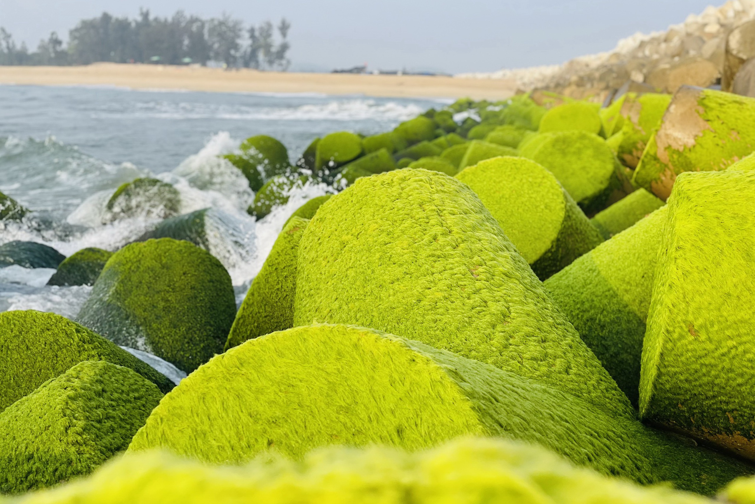 Khung cảnh cực chill ở bờ kè làng biển phủ kín rêu xanh- Ảnh 3.