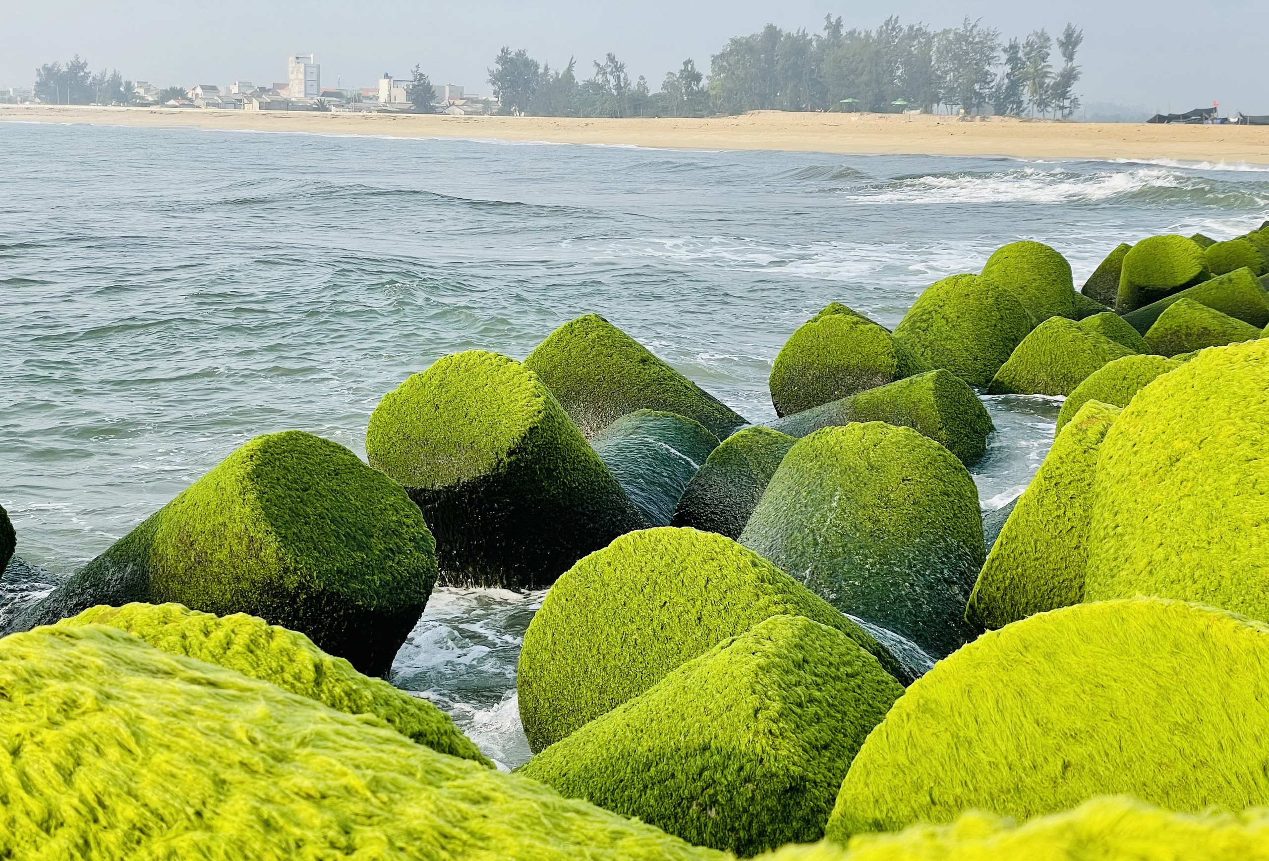 Khung cảnh cực chill ở bờ kè làng biển phủ kín rêu xanh- Ảnh 7.