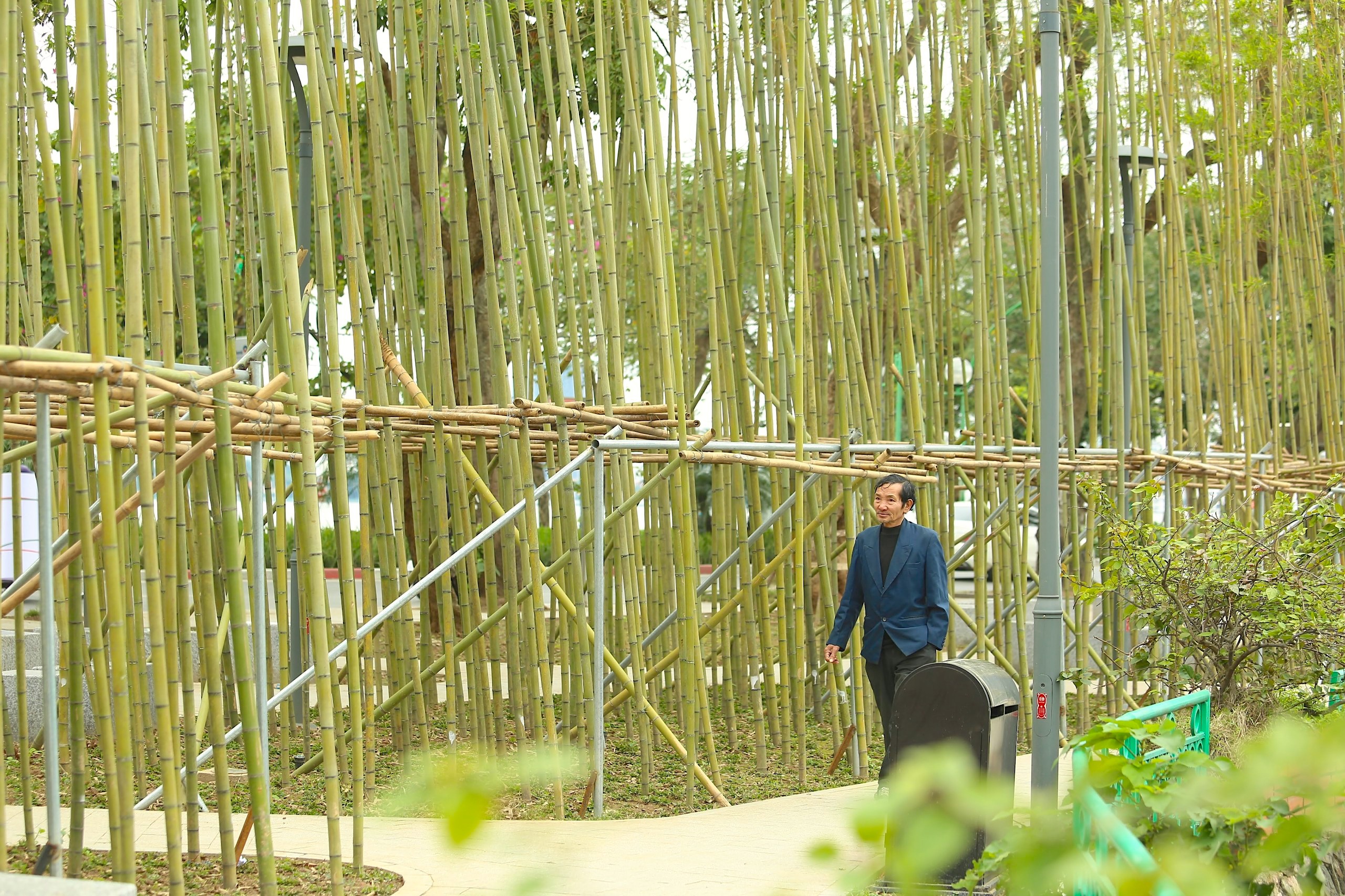 Người Hà Nội thích thú với rừng trúc thu nhỏ giữa Thủ đô- Ảnh 3.