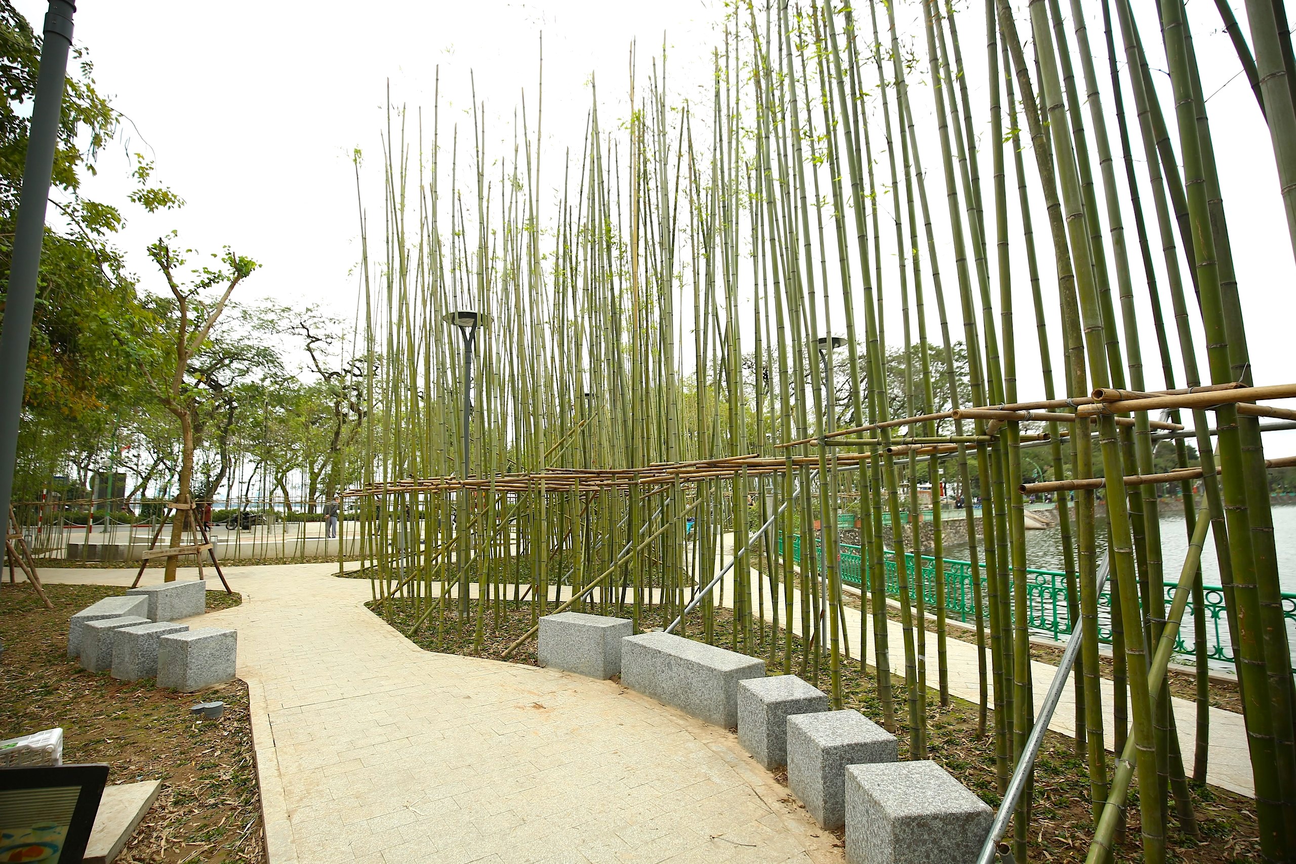 Người Hà Nội thích thú với rừng trúc thu nhỏ giữa Thủ đô- Ảnh 11.