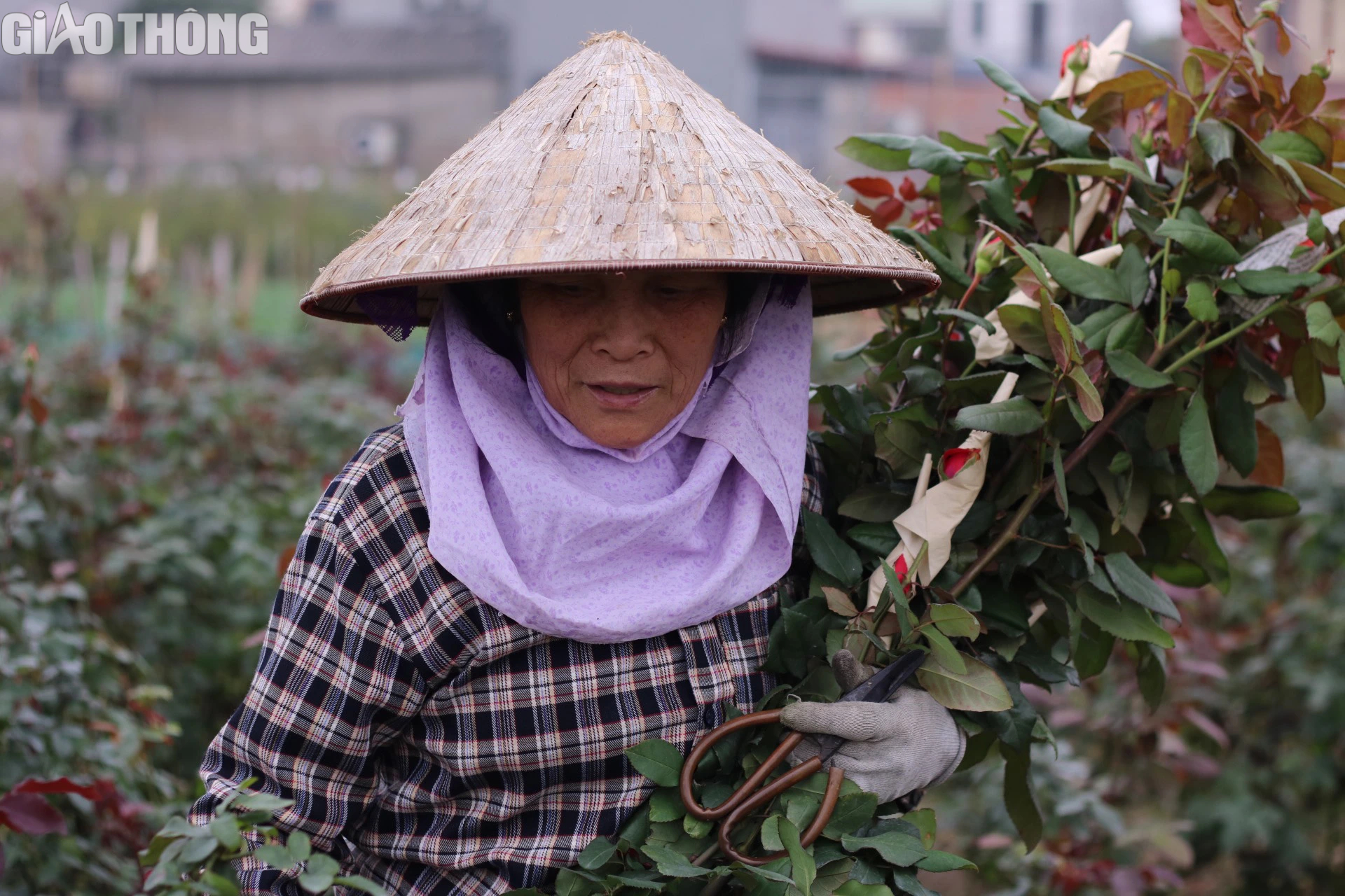 Làng trồng hoa hồng lớn nhất Hà Nội tất bật gom hàng dịp 8/3- Ảnh 5.