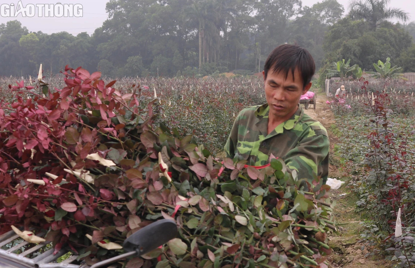 Làng trồng hoa hồng lớn nhất Hà Nội tất bật gom hàng dịp 8/3- Ảnh 6.