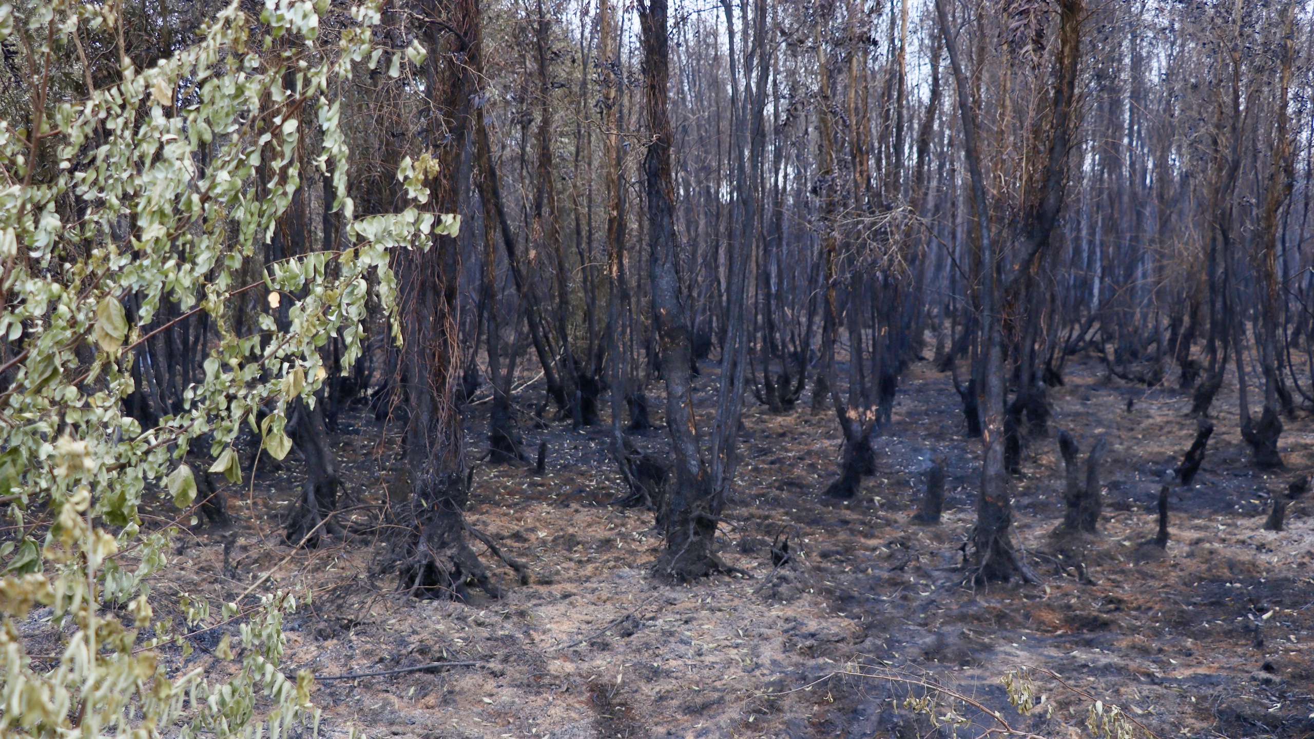 Cận cảnh vụ cháy thiêu rụi khoảng 40ha rừng tràm ở Cà Mau- Ảnh 10.