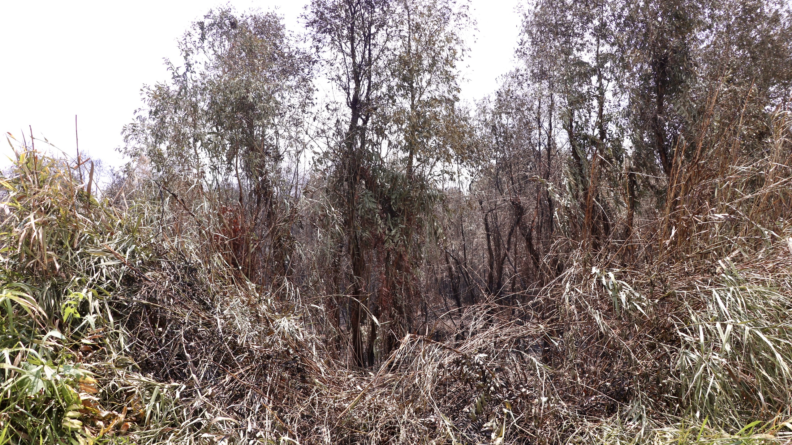 Vụ cháy rừng ở Cà Mau: Công an điều tra nguyên nhân- Ảnh 3.