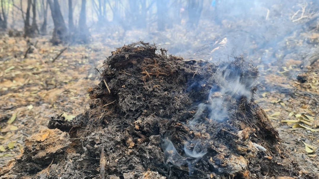 Cận cảnh vụ cháy thiêu rụi khoảng 40ha rừng tràm ở Cà Mau- Ảnh 7.