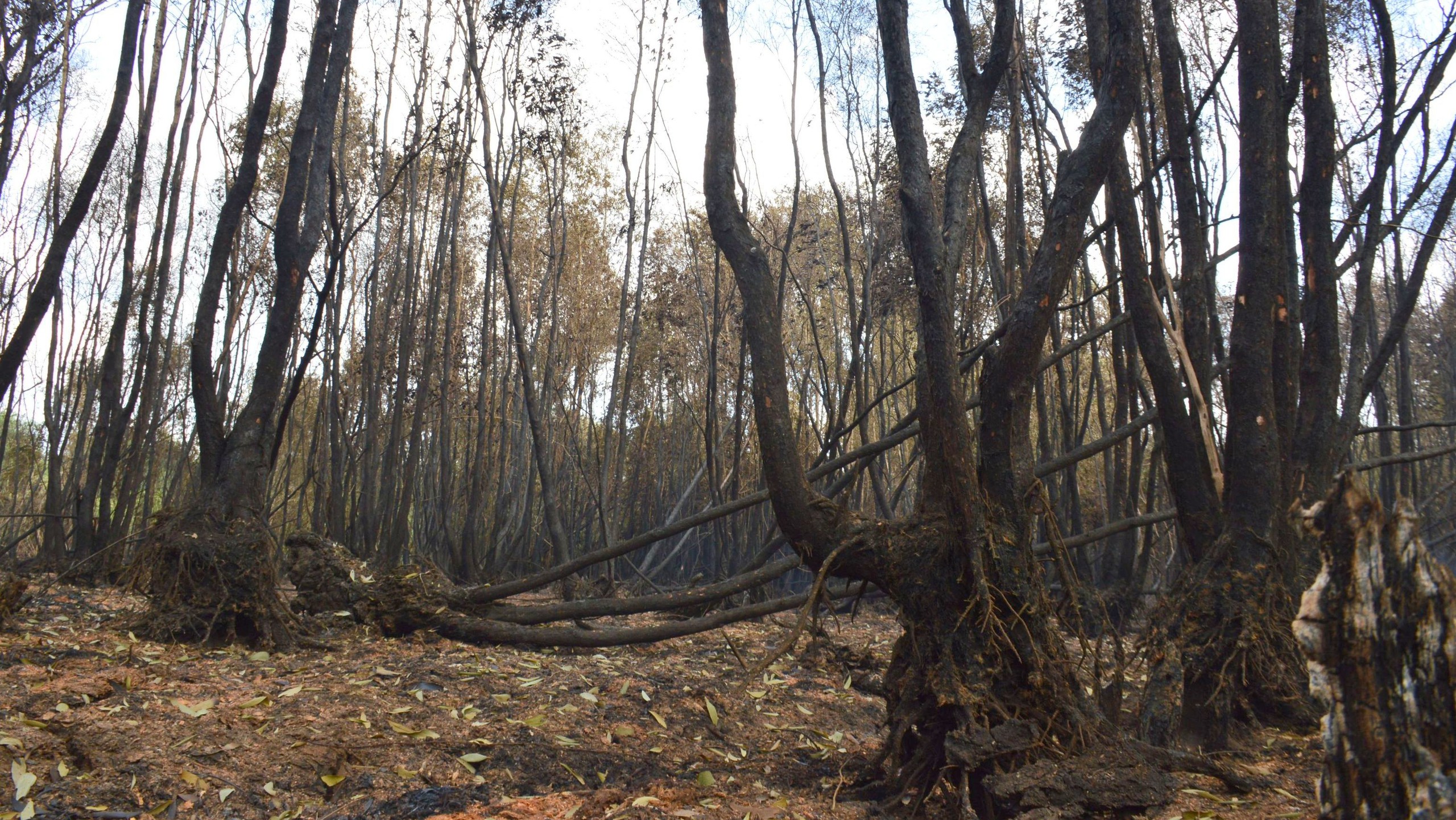 Vụ cháy rừng ở Cà Mau: Công an điều tra nguyên nhân- Ảnh 1.