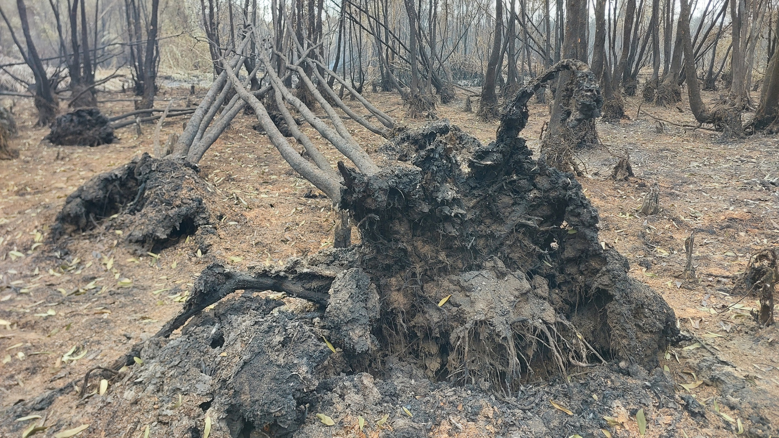 Cận cảnh vụ cháy thiêu rụi khoảng 40ha rừng tràm ở Cà Mau- Ảnh 9.