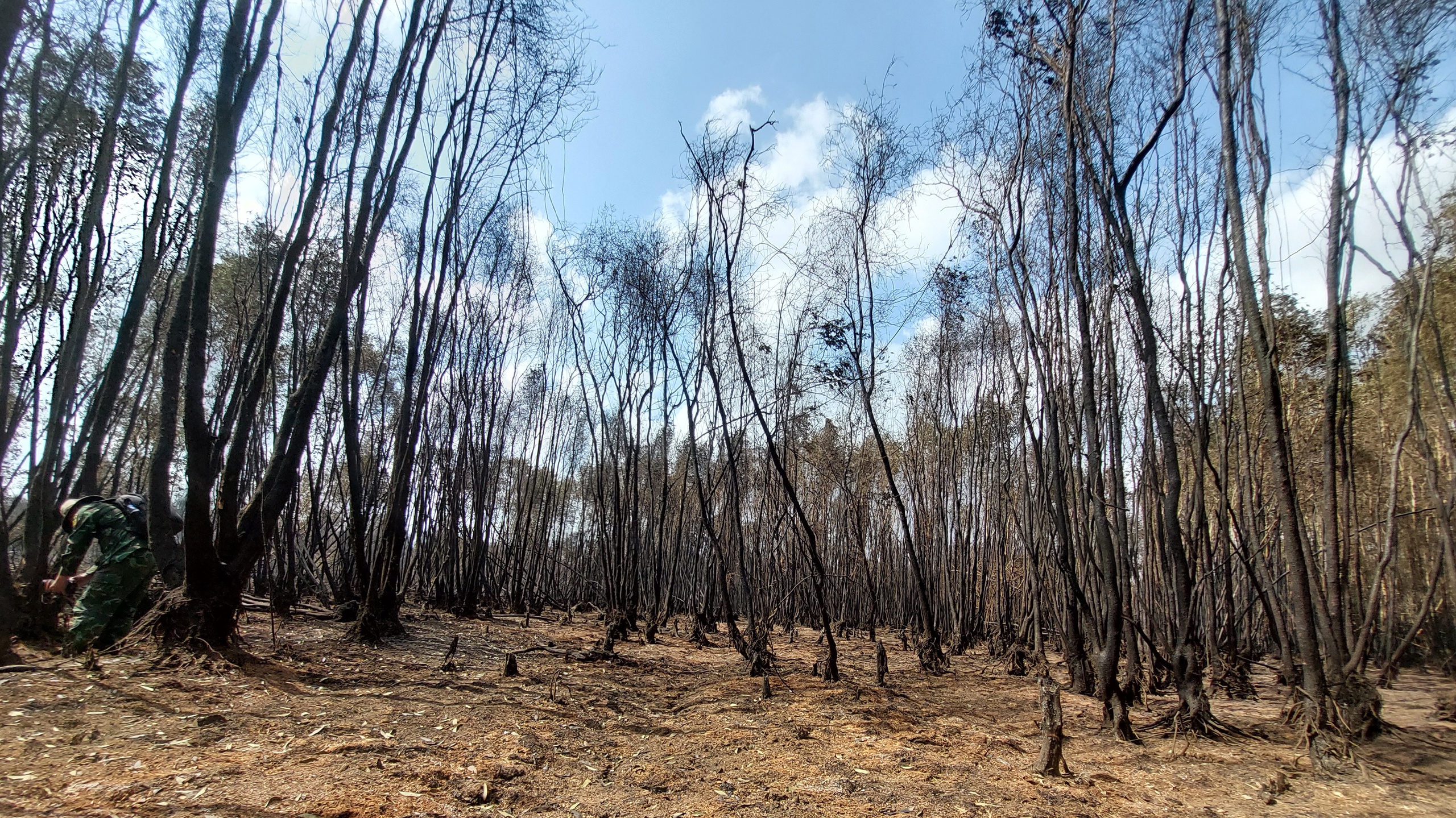 Cận cảnh vụ cháy thiêu rụi khoảng 40ha rừng tràm ở Cà Mau- Ảnh 3.