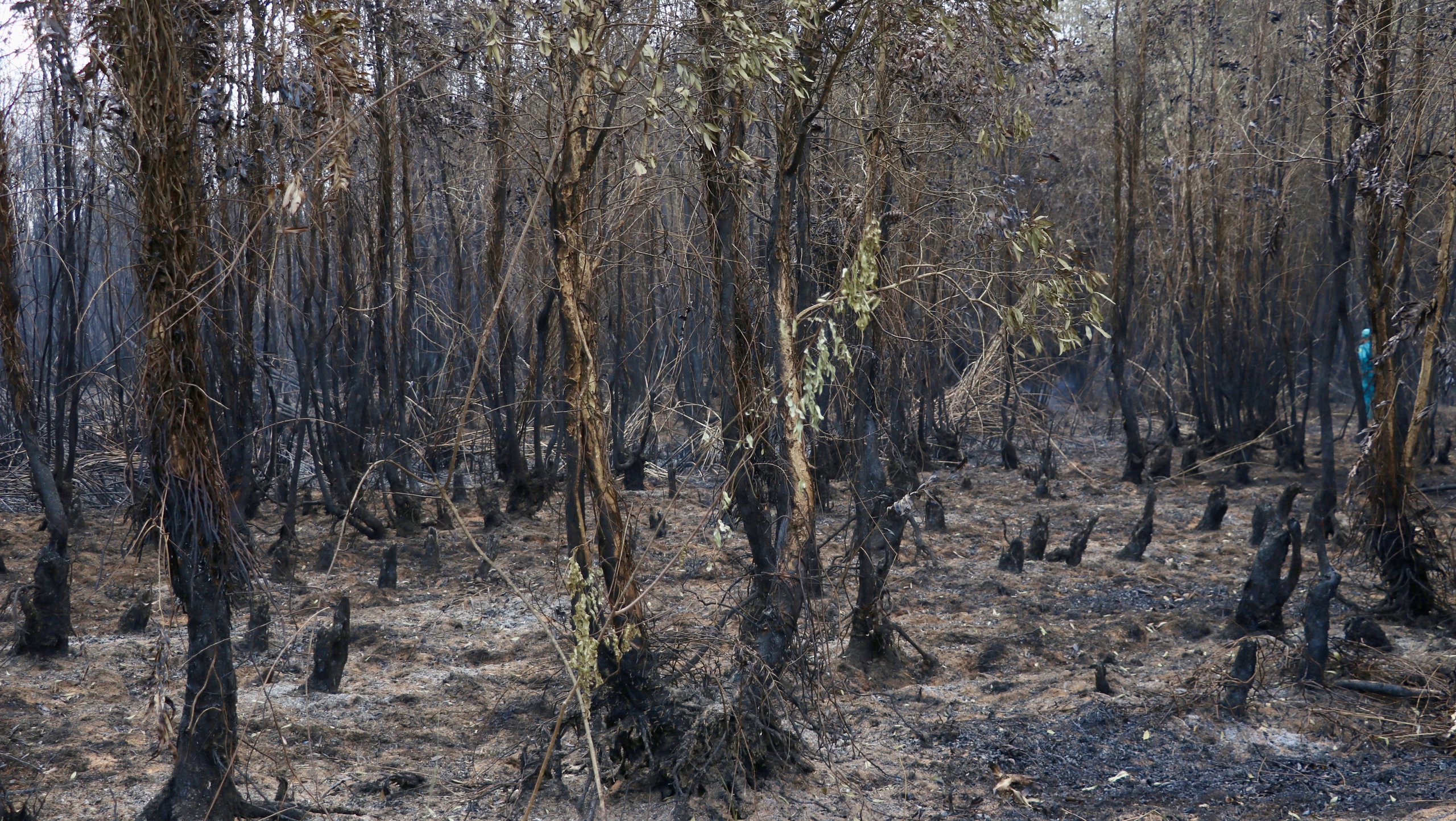 Cận cảnh vụ cháy thiêu rụi khoảng 40ha rừng tràm ở Cà Mau- Ảnh 1.
