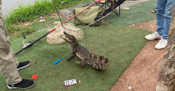 Người dân bất ngờ bắt được cá sấu dài gần 1m giữa hồ câu ở Hà Nội- Ảnh 1.