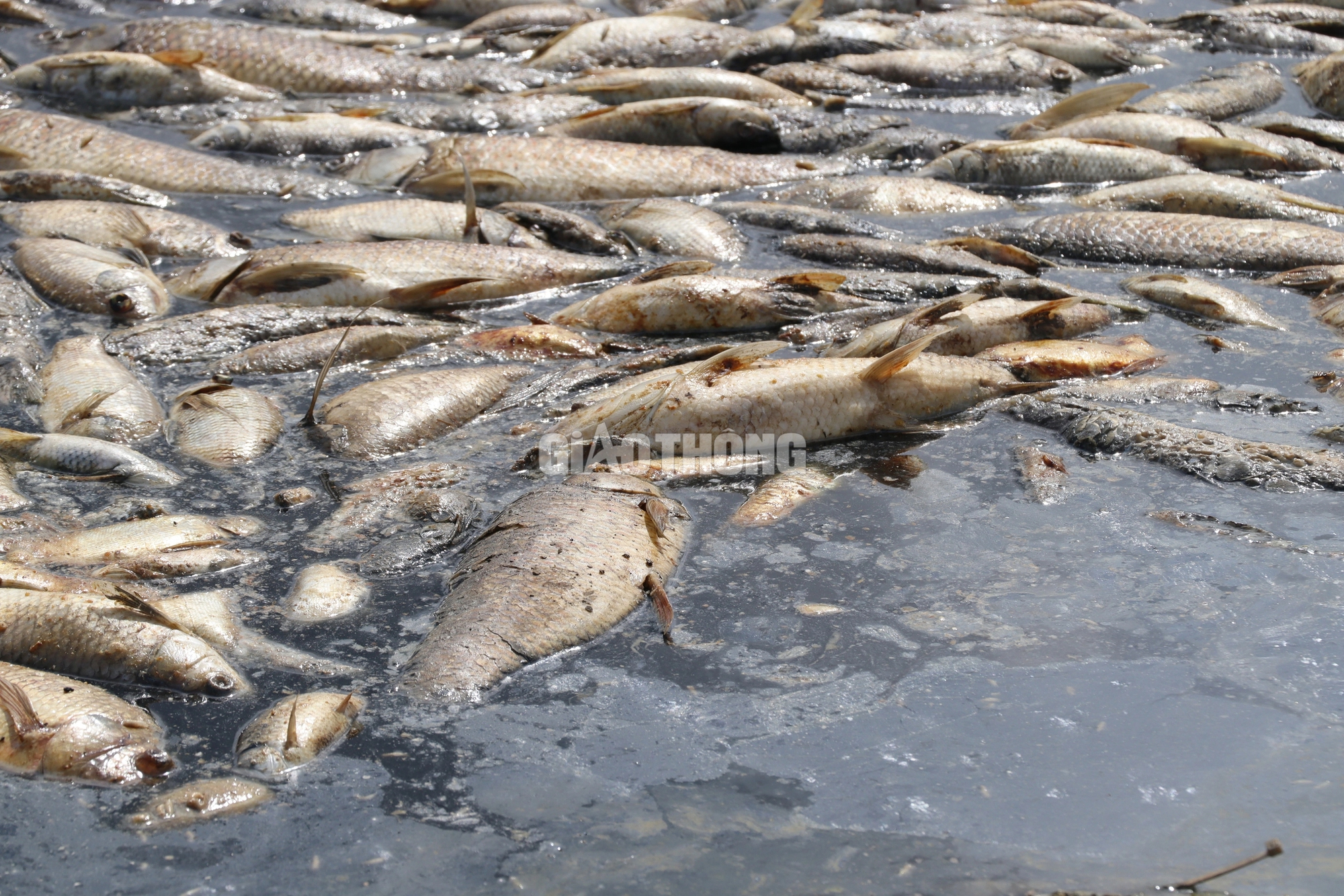 Cận cảnh cá chết nổi trắng hồ Sông Mây- Ảnh 2.