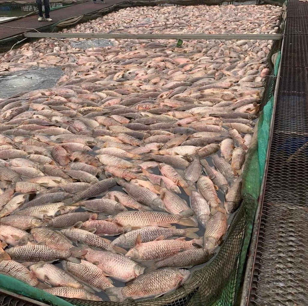 Hải Dương: Hàng chục tấn cá chết bất thường, nổi trắng ven sông- Ảnh 1.