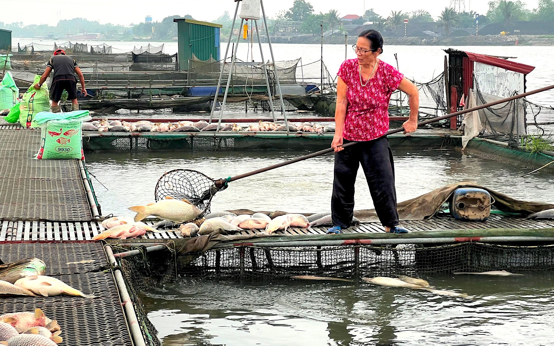 300 tấn cá chết nổi trắng sông ở Hải Dương: Nguồn nước có gì bất thường?