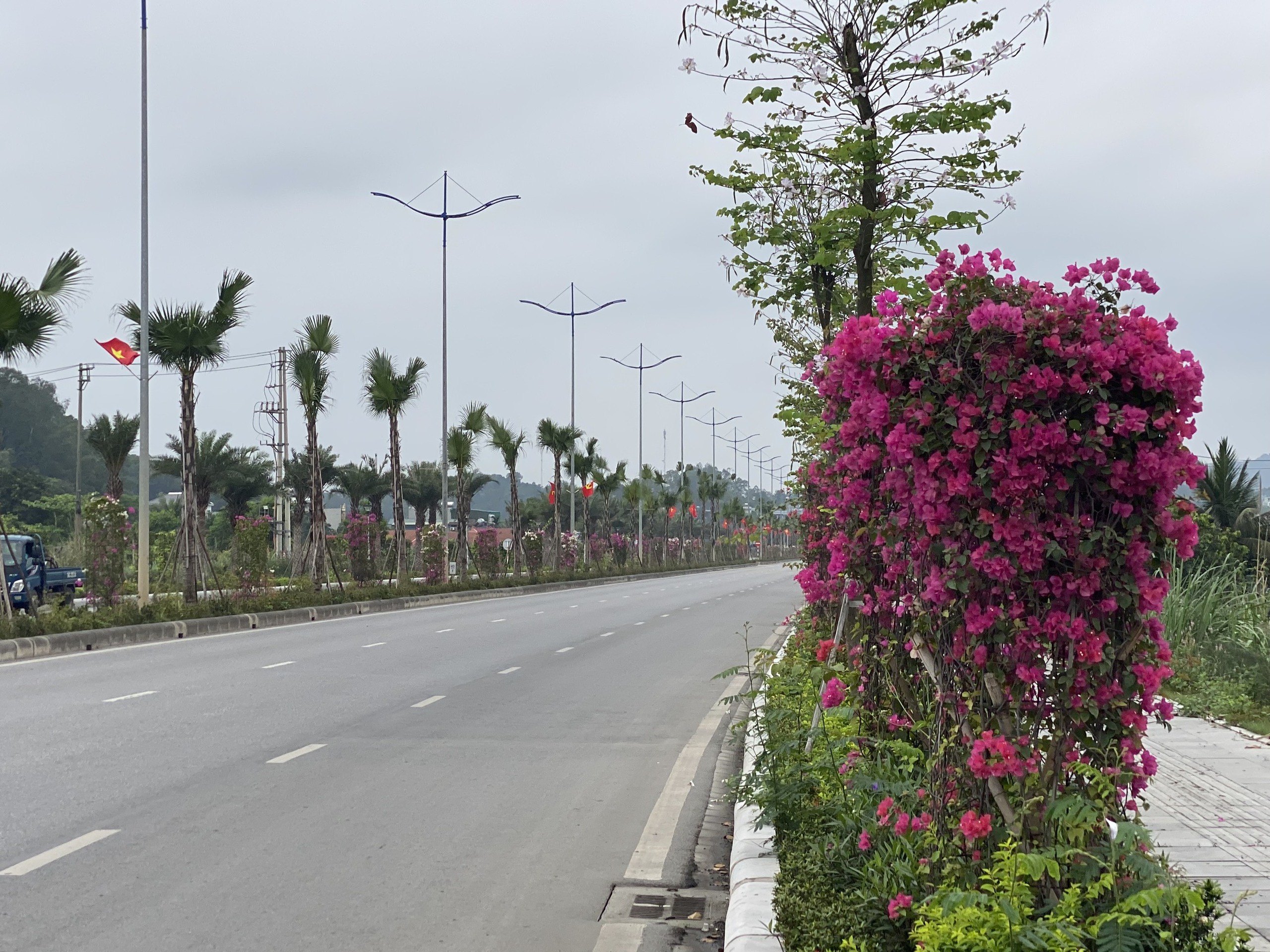 Bộ Công an yêu cầu rà soát các dự án trồng cây xanh tại Quảng Ninh giai đoạn 2019-2023- Ảnh 1.