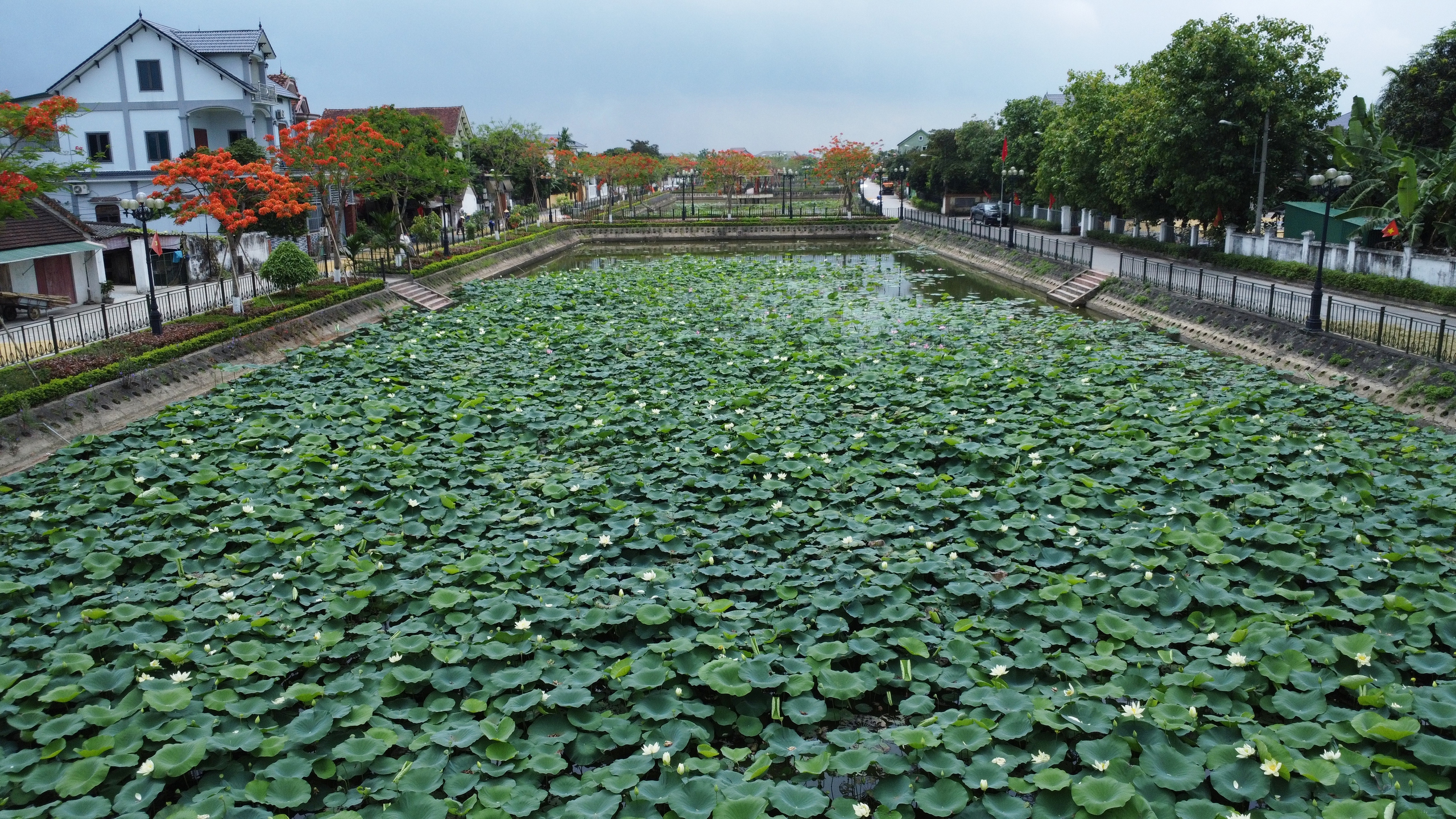 Ngát hương sen tháng 5 trên quê Bác- Ảnh 4.