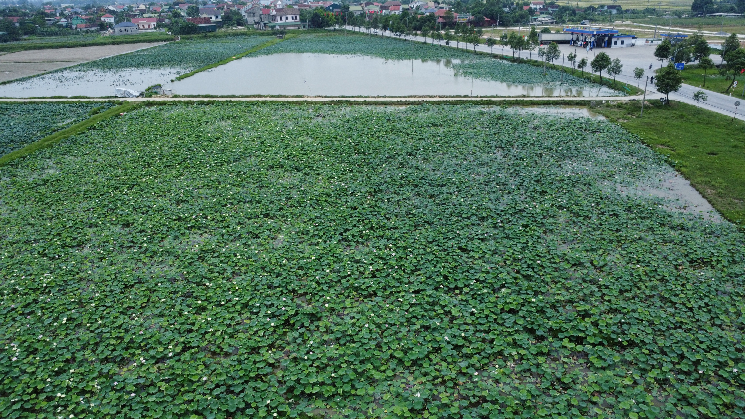 Ngát hương sen tháng 5 trên quê Bác- Ảnh 1.